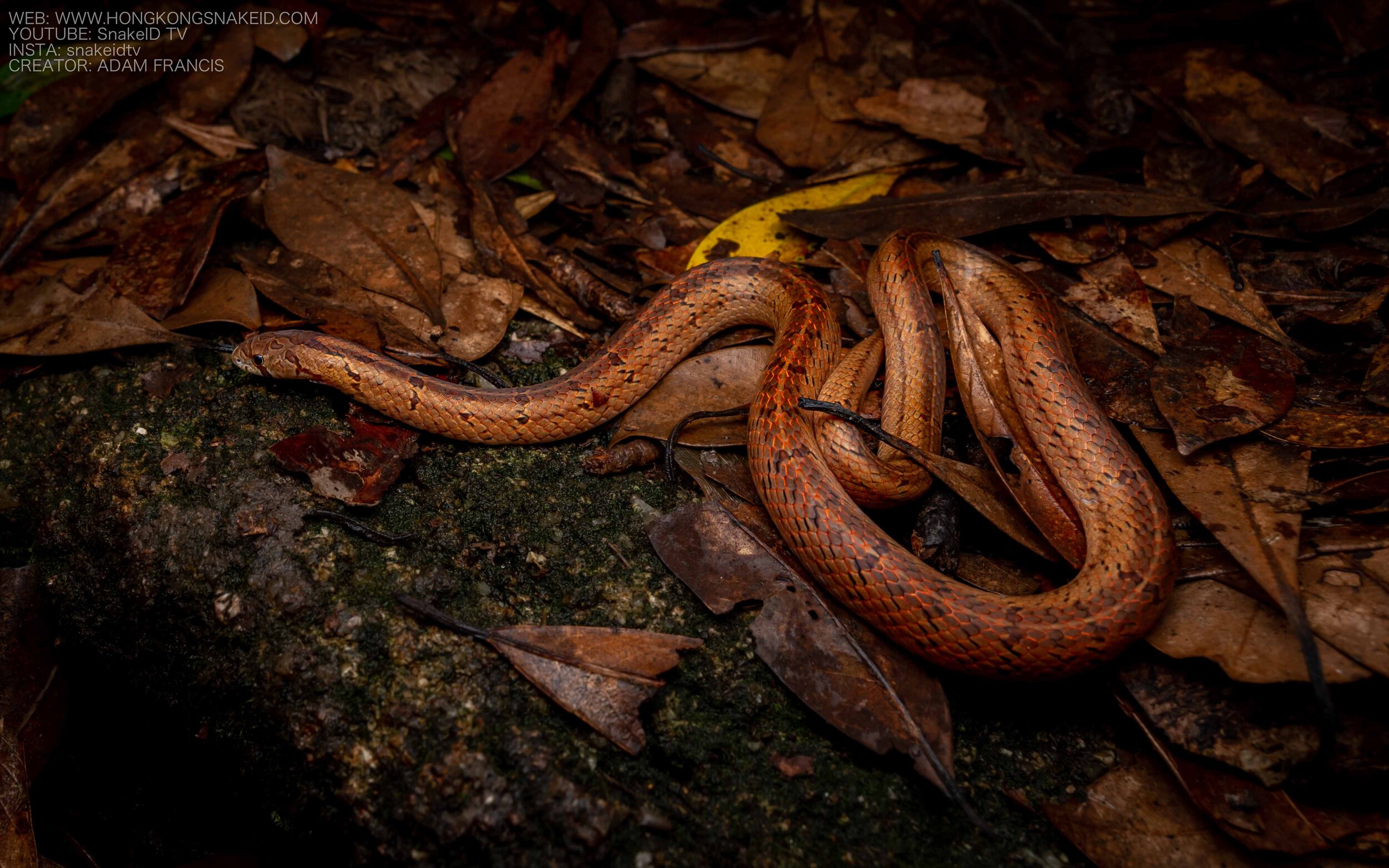 Taiwan Kukri - Oligodon formosanus