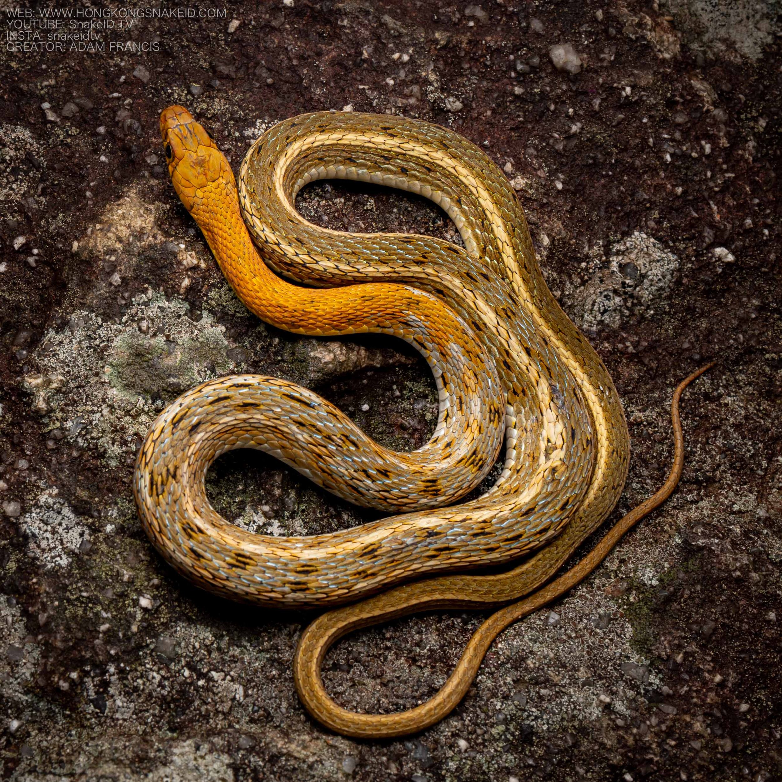 KEELBACK - BUFF STRIPE