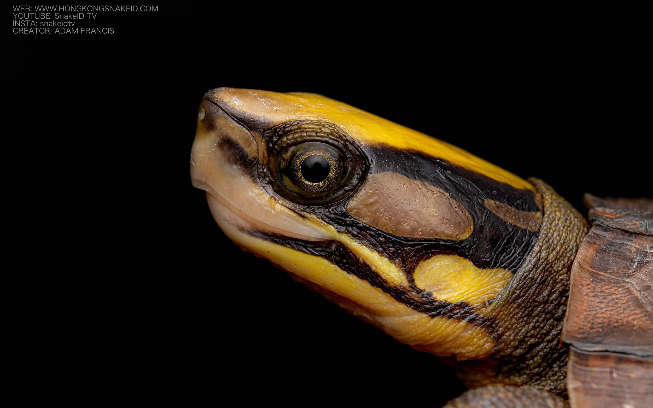Golden Coin Turtle Physical Traits – JUFVG
