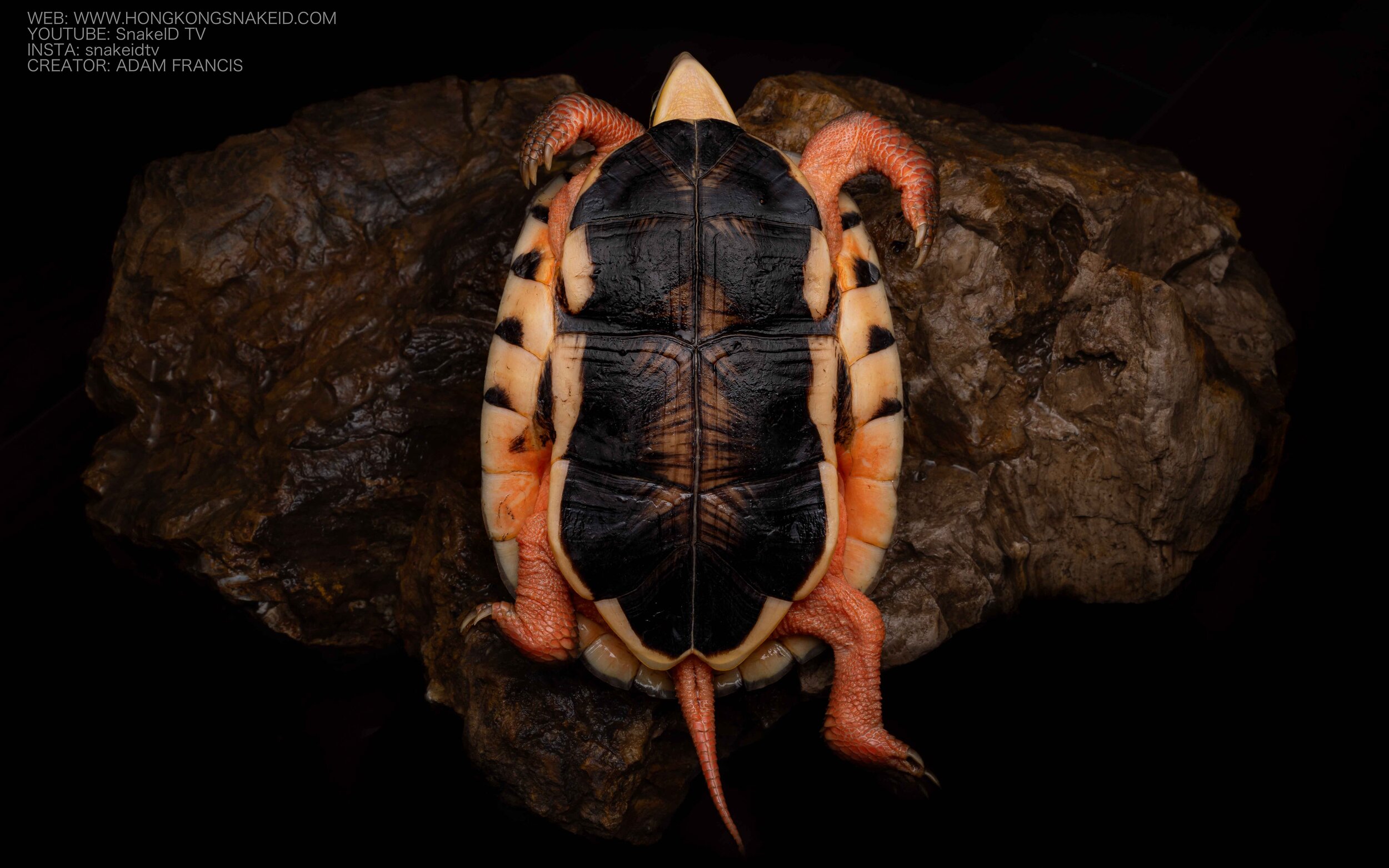 Golden Coin Turtle - Asian Three Striped Box Turtle - Cuora trifasciata