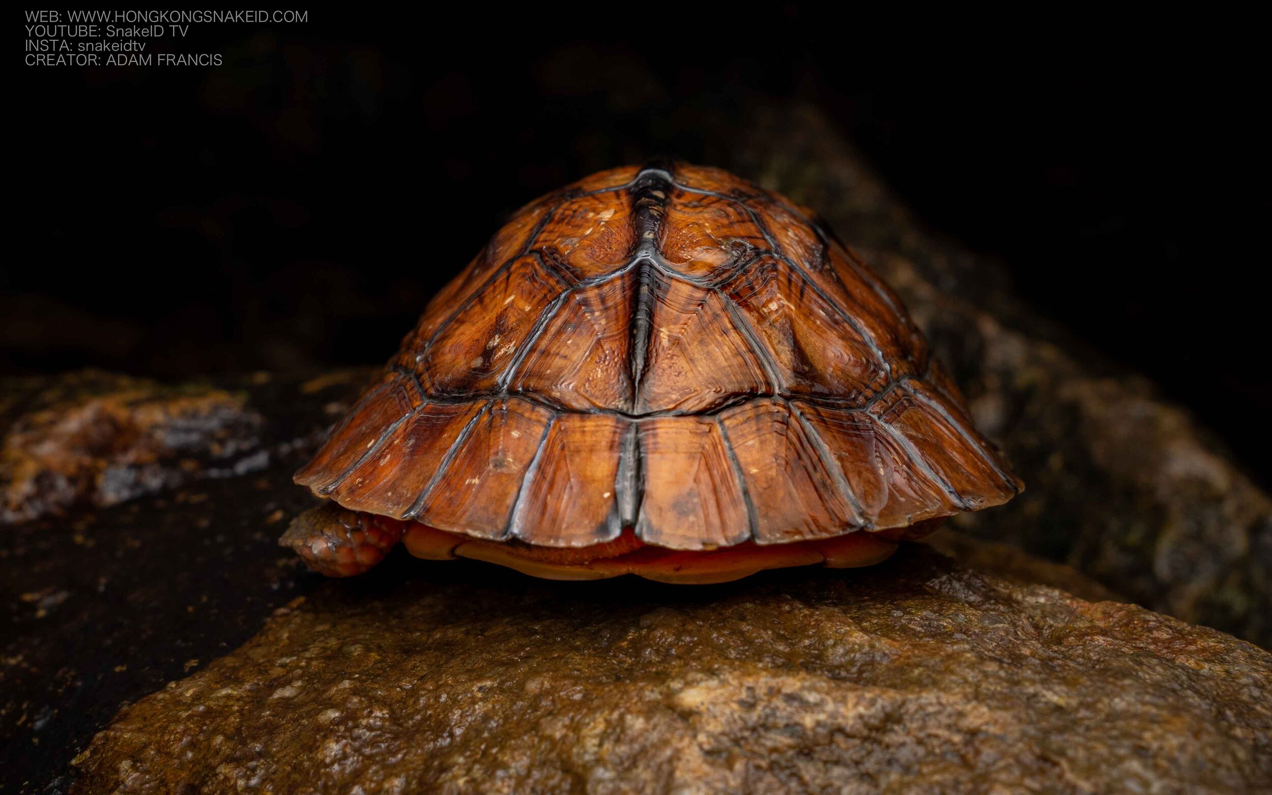 Golden Coin Turtle - Asian Three Striped Box Turtle - Cuora trifasciata