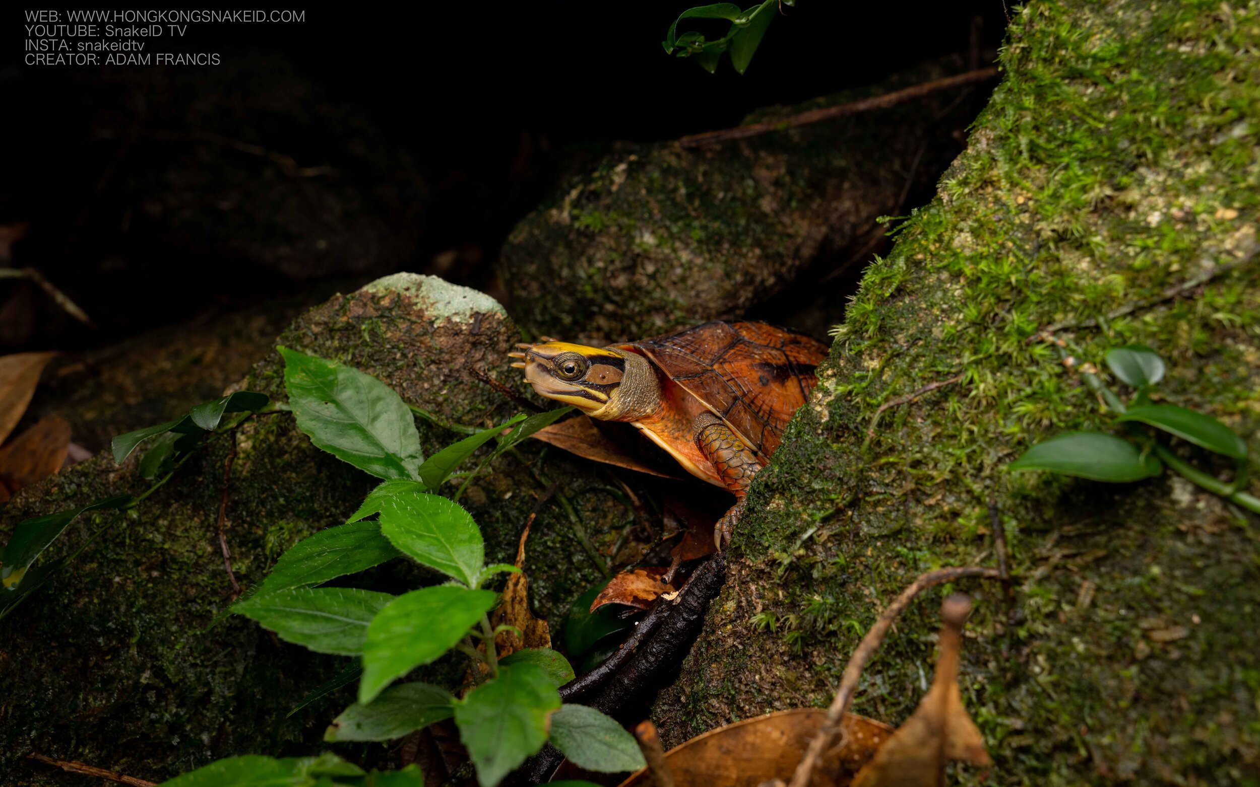 Golden Coin Turtle - Asian Three Striped Box Turtle - Cuora trifasciata