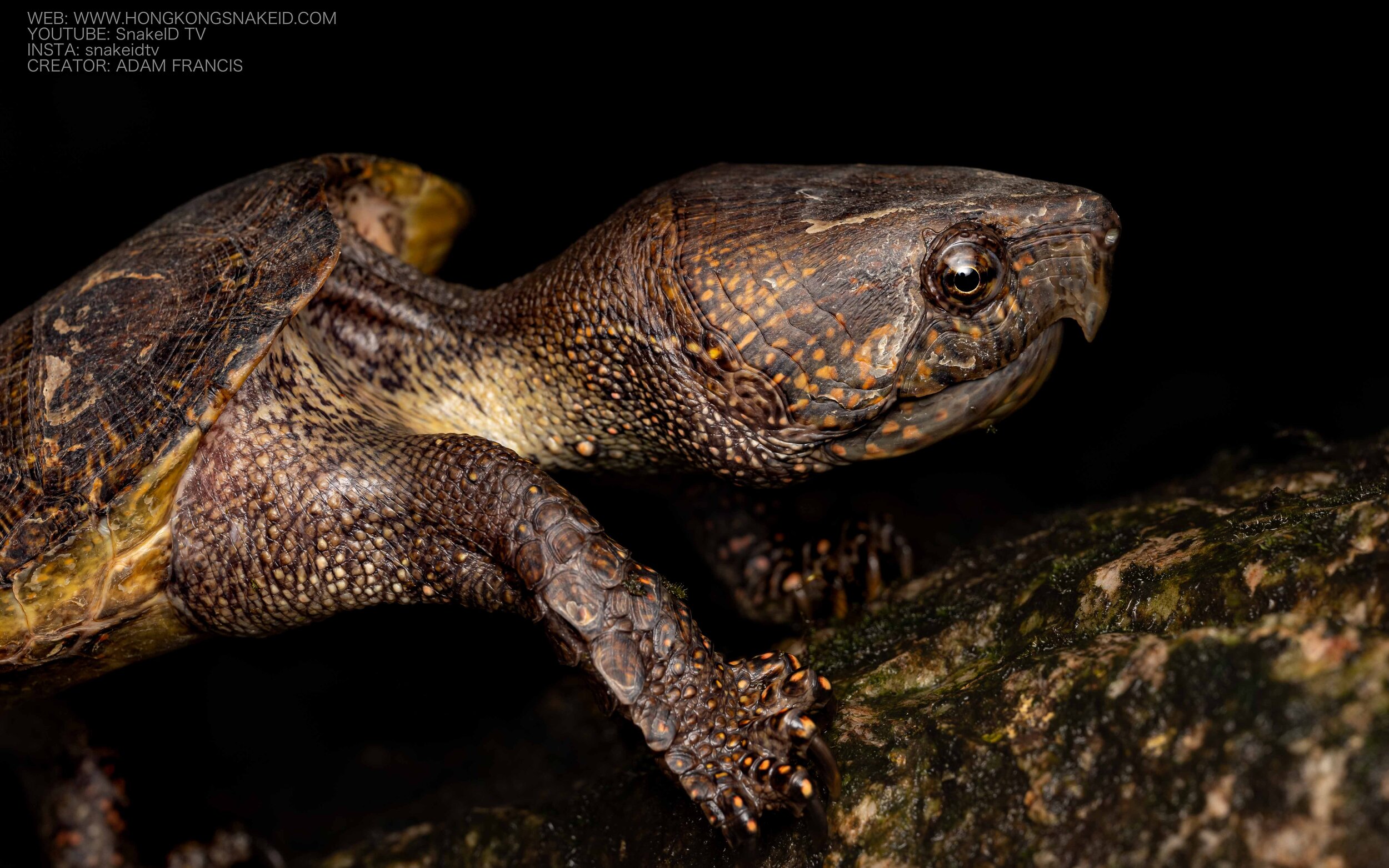 Big Headed Turtle - Platysternon megacephalum