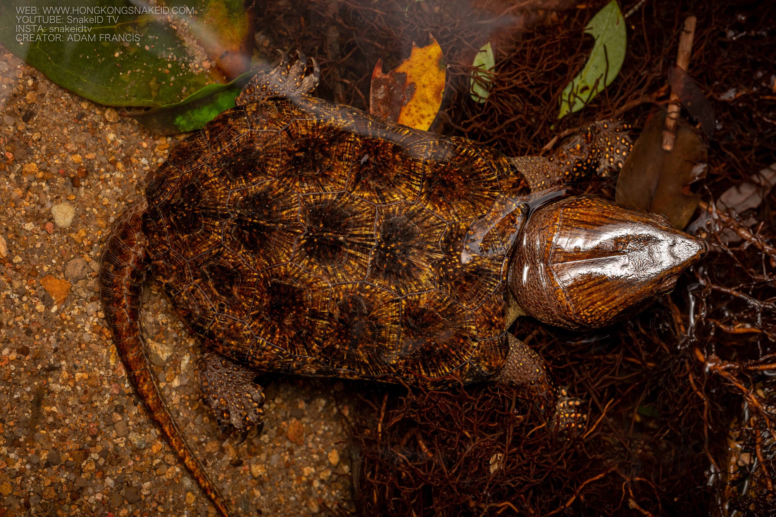 Big Headed Turtle - Platysternon megacephalum