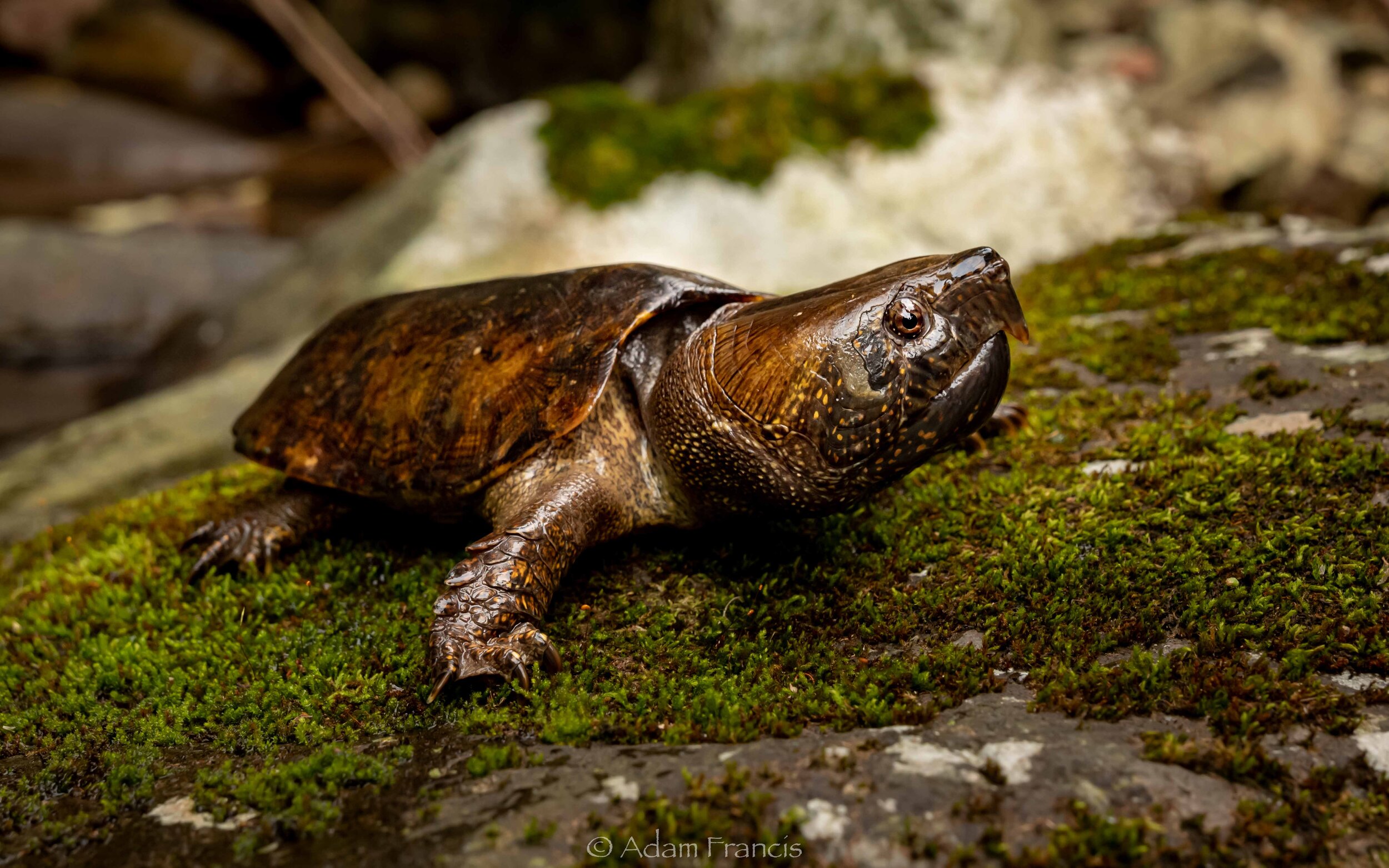 Big Headed Turtle - Platysternon megacephalum