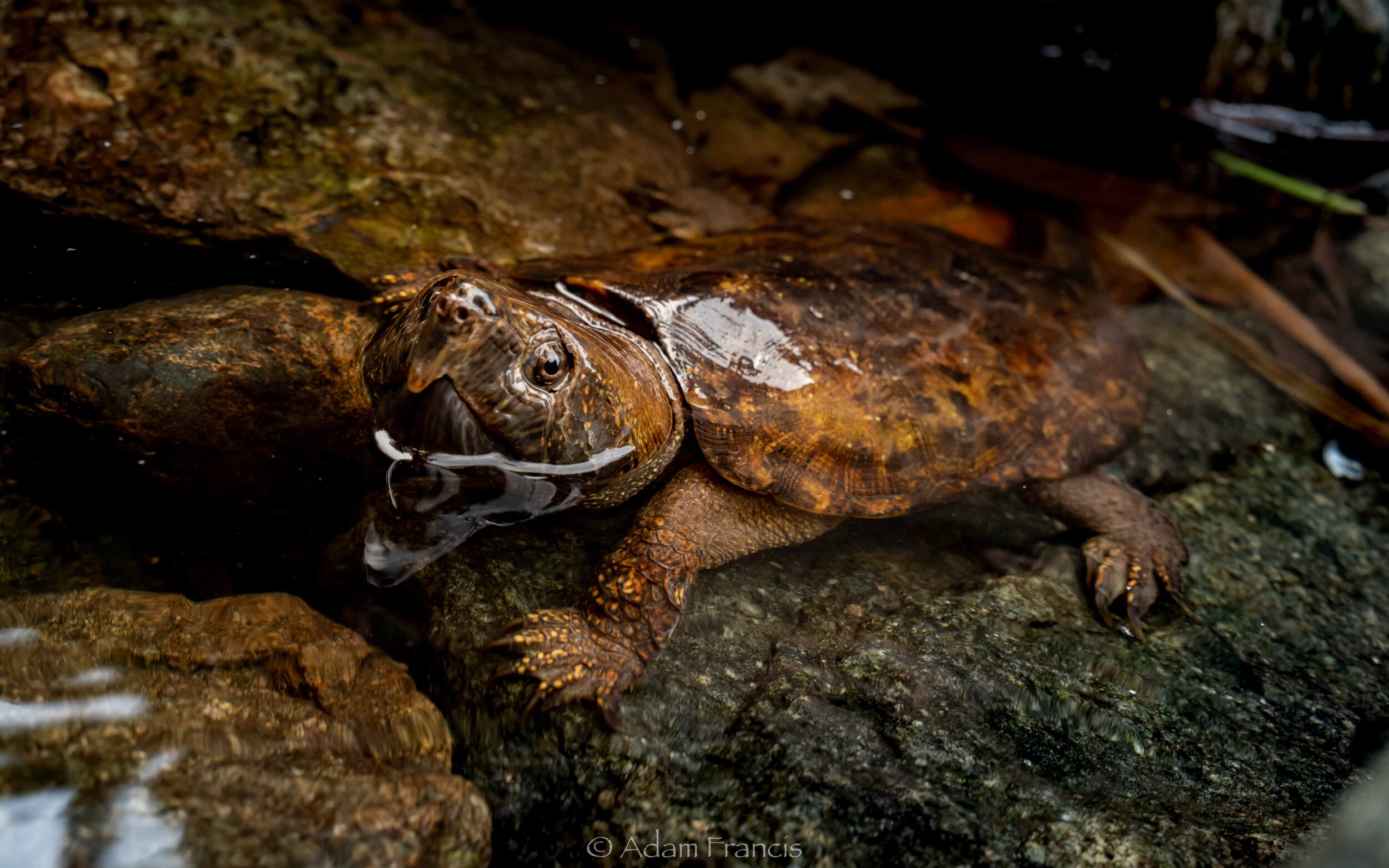 Big Headed Turtle - Platysternon megacephalum