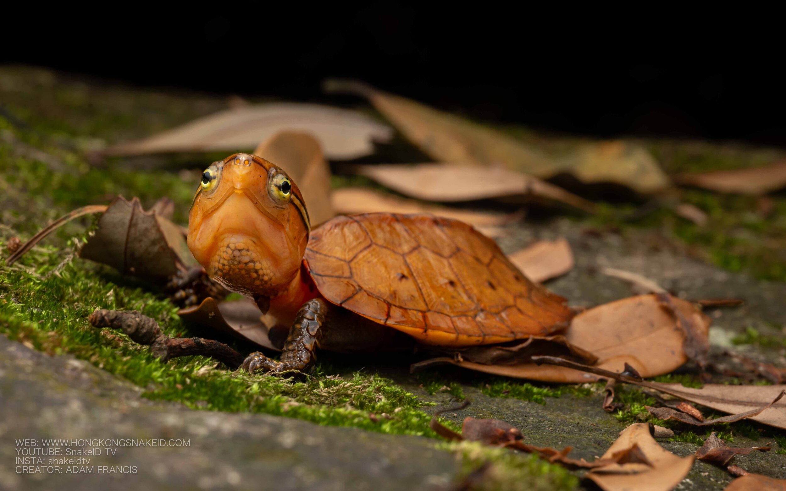 Big Headed Turtle - Platysternon megacephalum