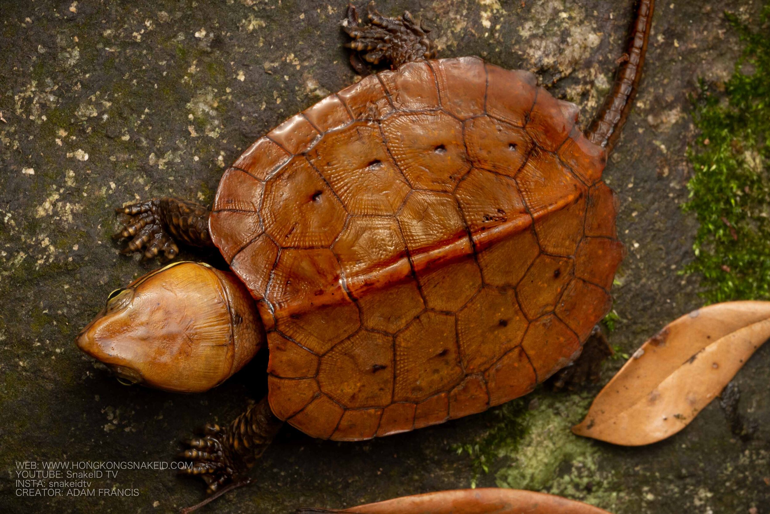 Big Headed Turtle - Platysternon megacephalum