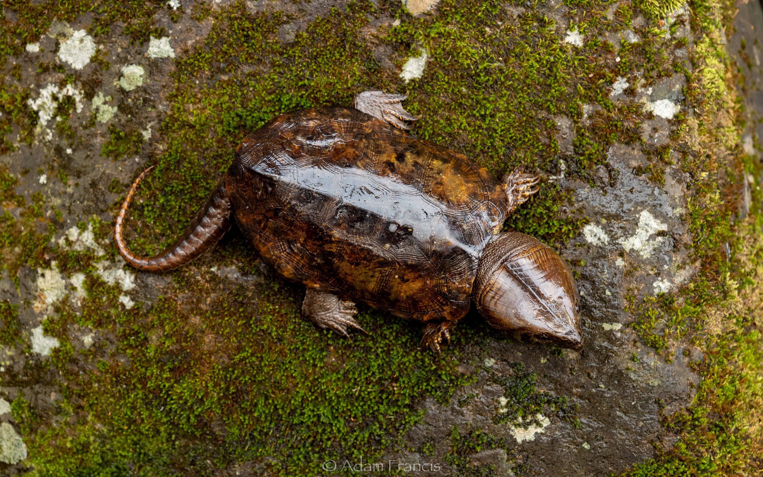 Big Headed Turtle - Platysternon megacephalum