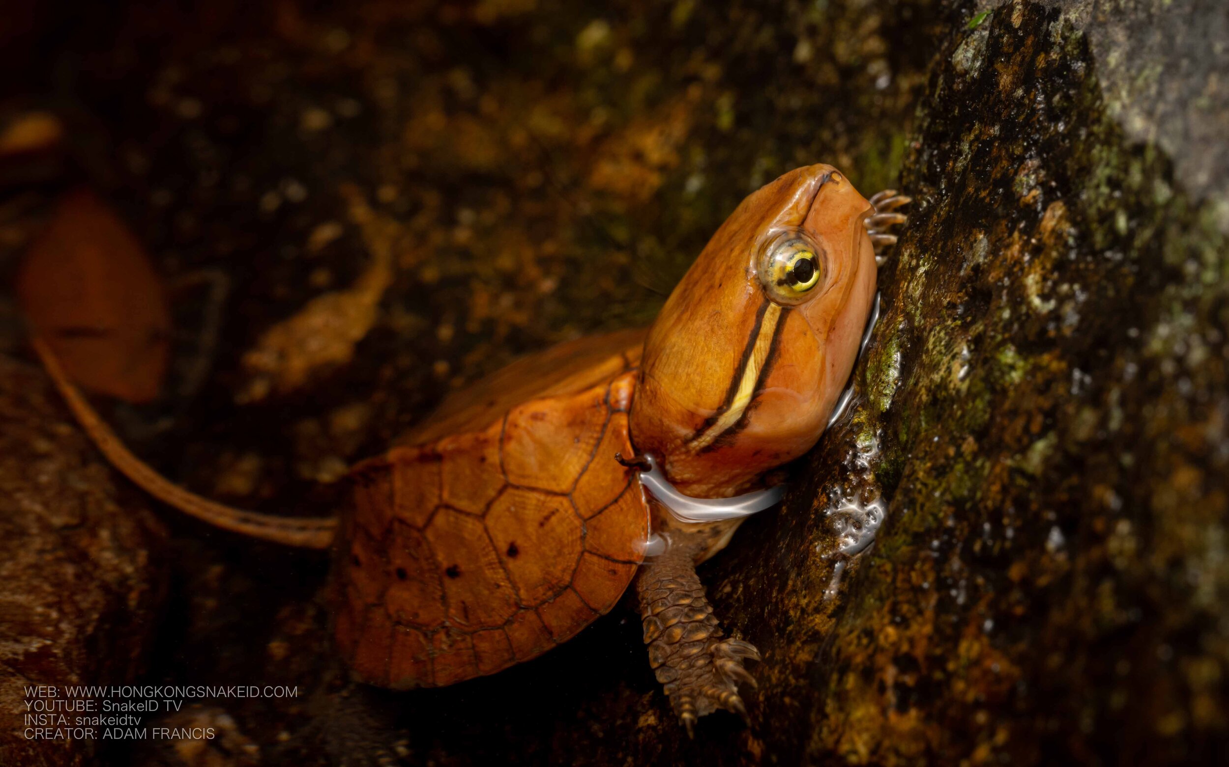 Big Headed Turtle - Platysternon megacephalum — HongKongSnakeID.com