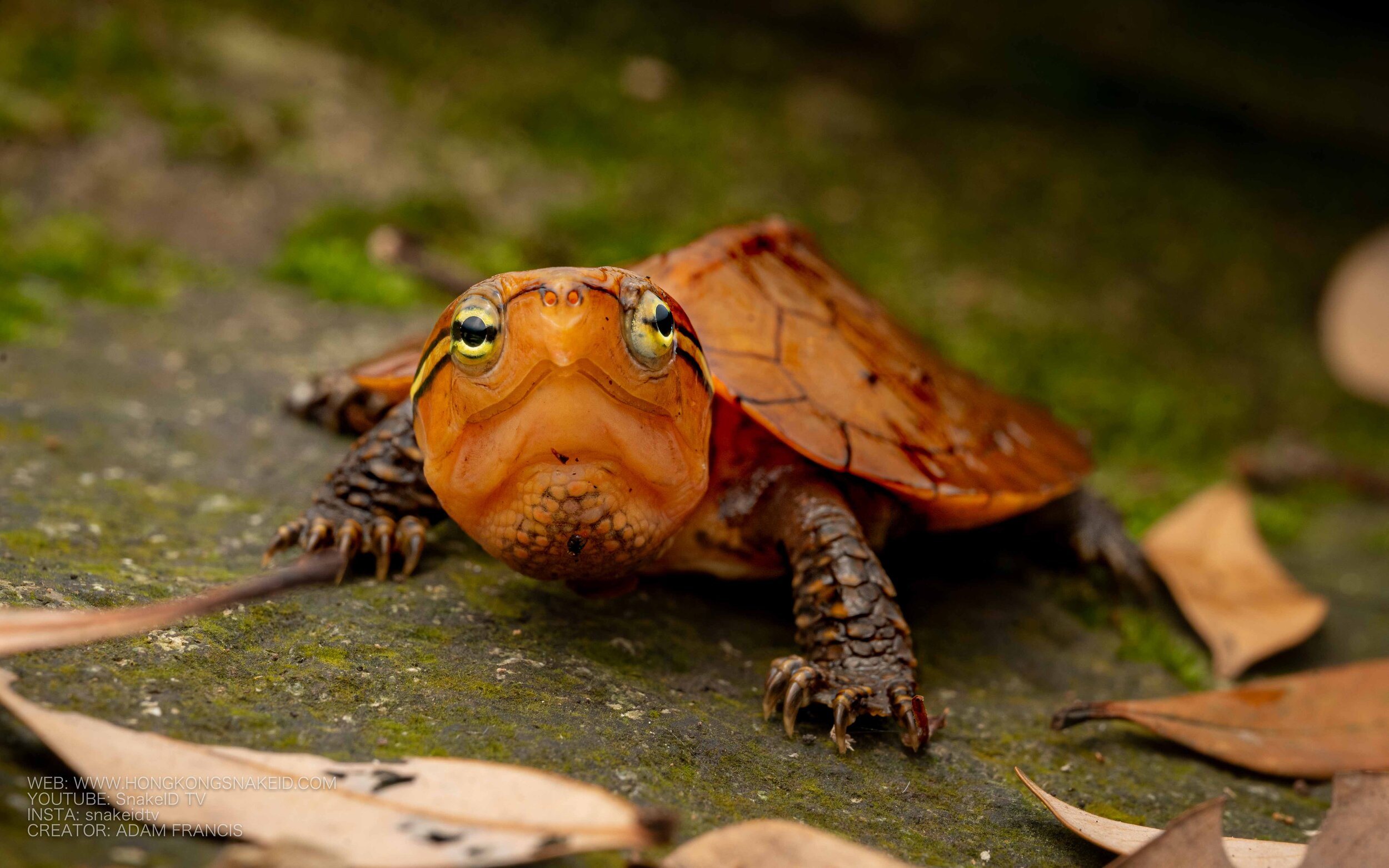 Big Headed Turtle - Platysternon megacephalum