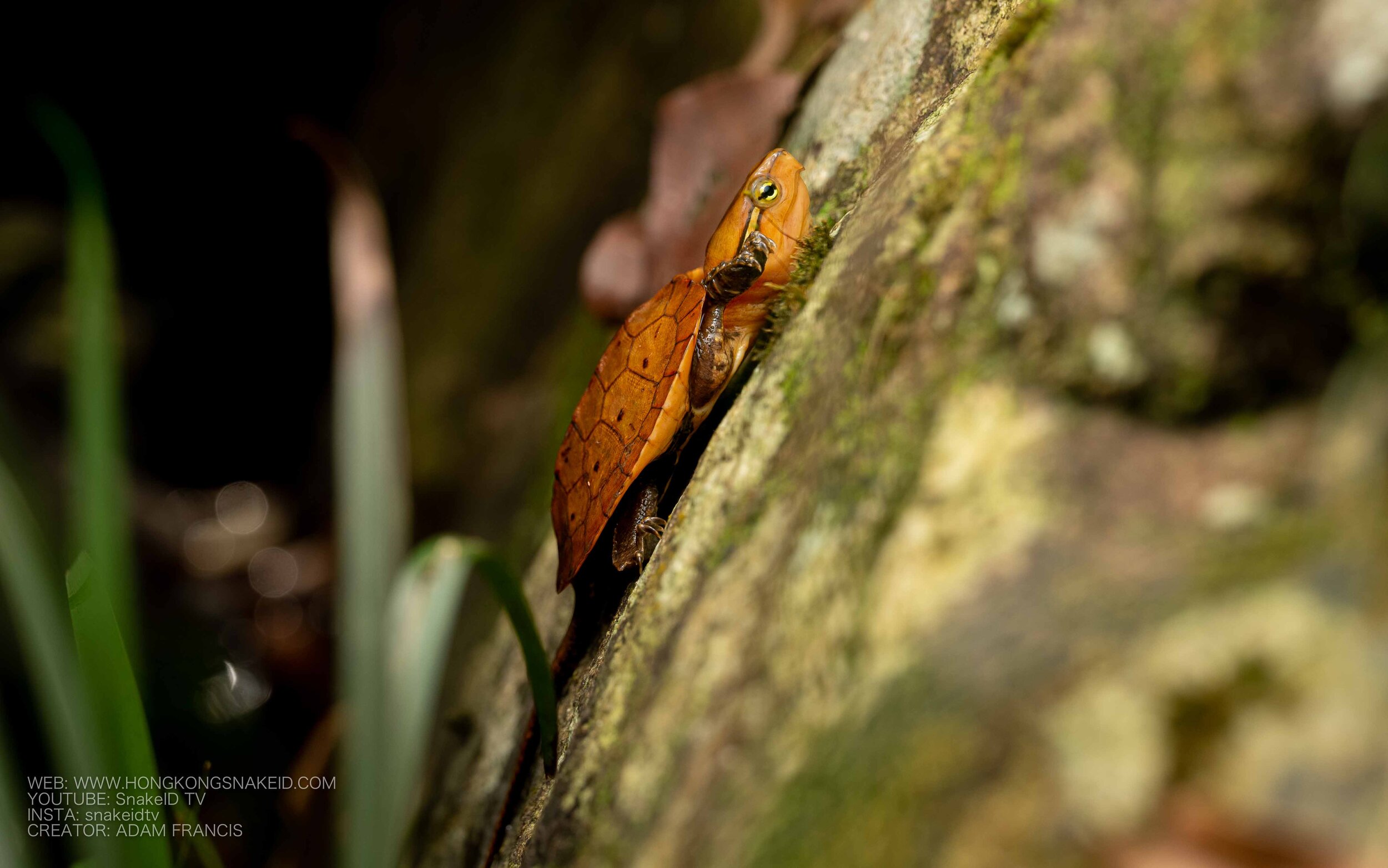 Big Headed Turtle - Platysternon megacephalum