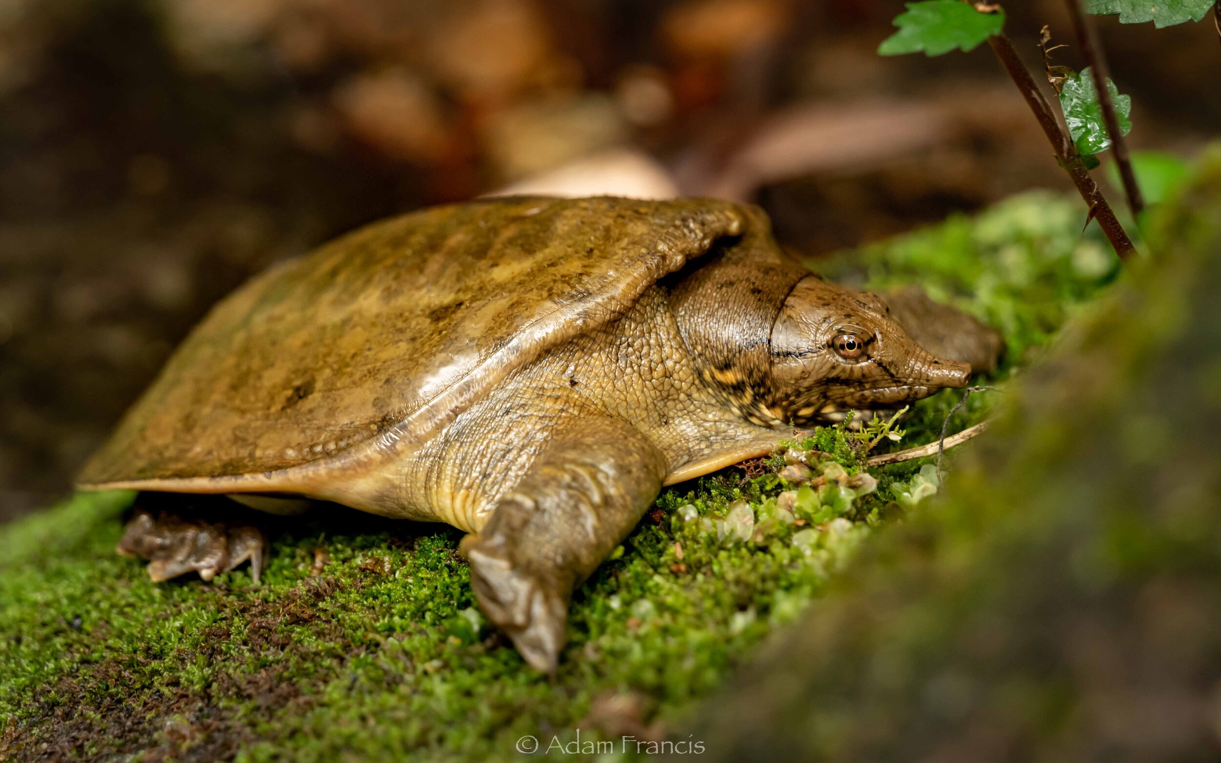 Chinese Soft Shell Turtle - Pelodiscus sinensis