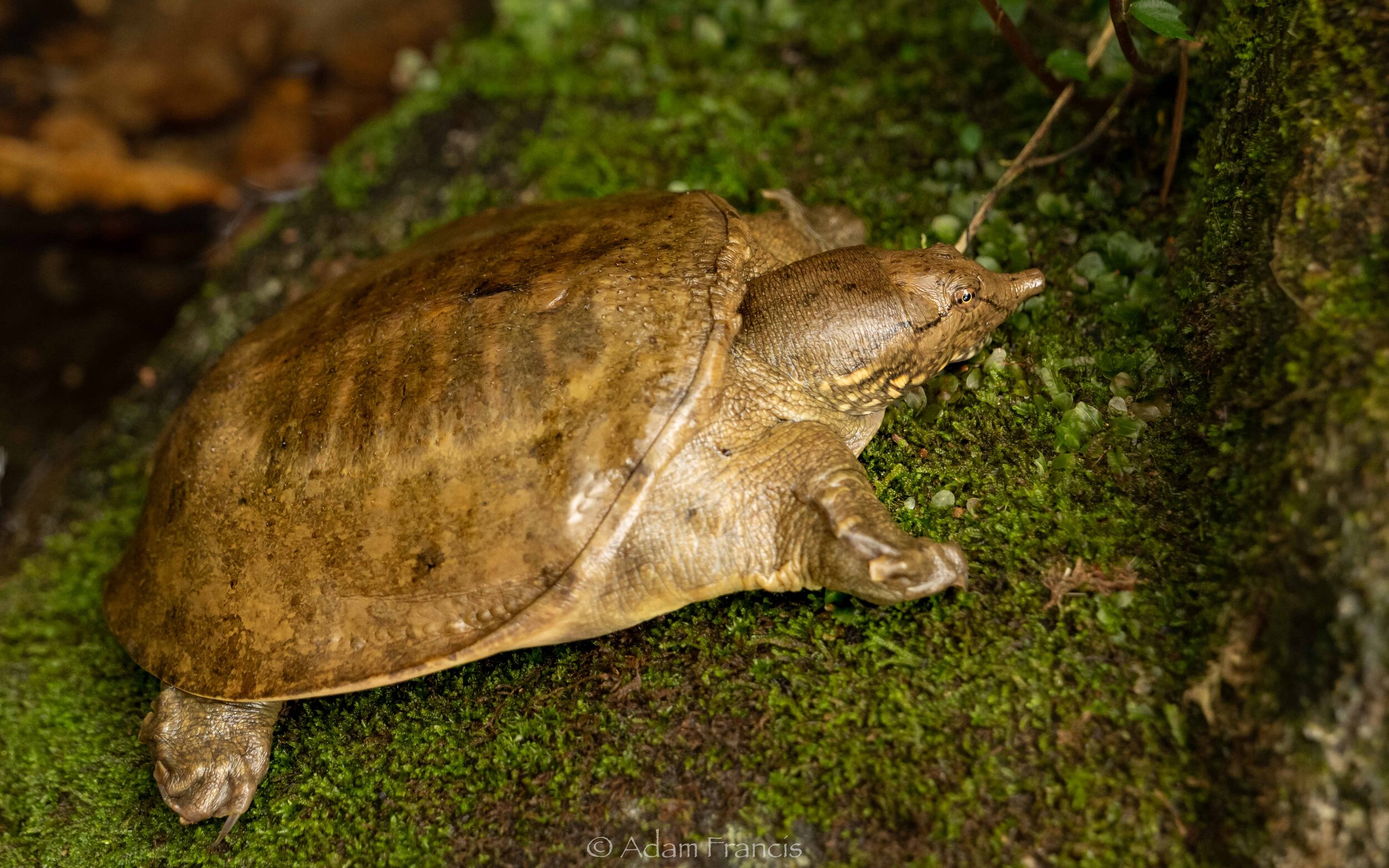 Chinese Soft Shell Turtle - Pelodiscus sinensis