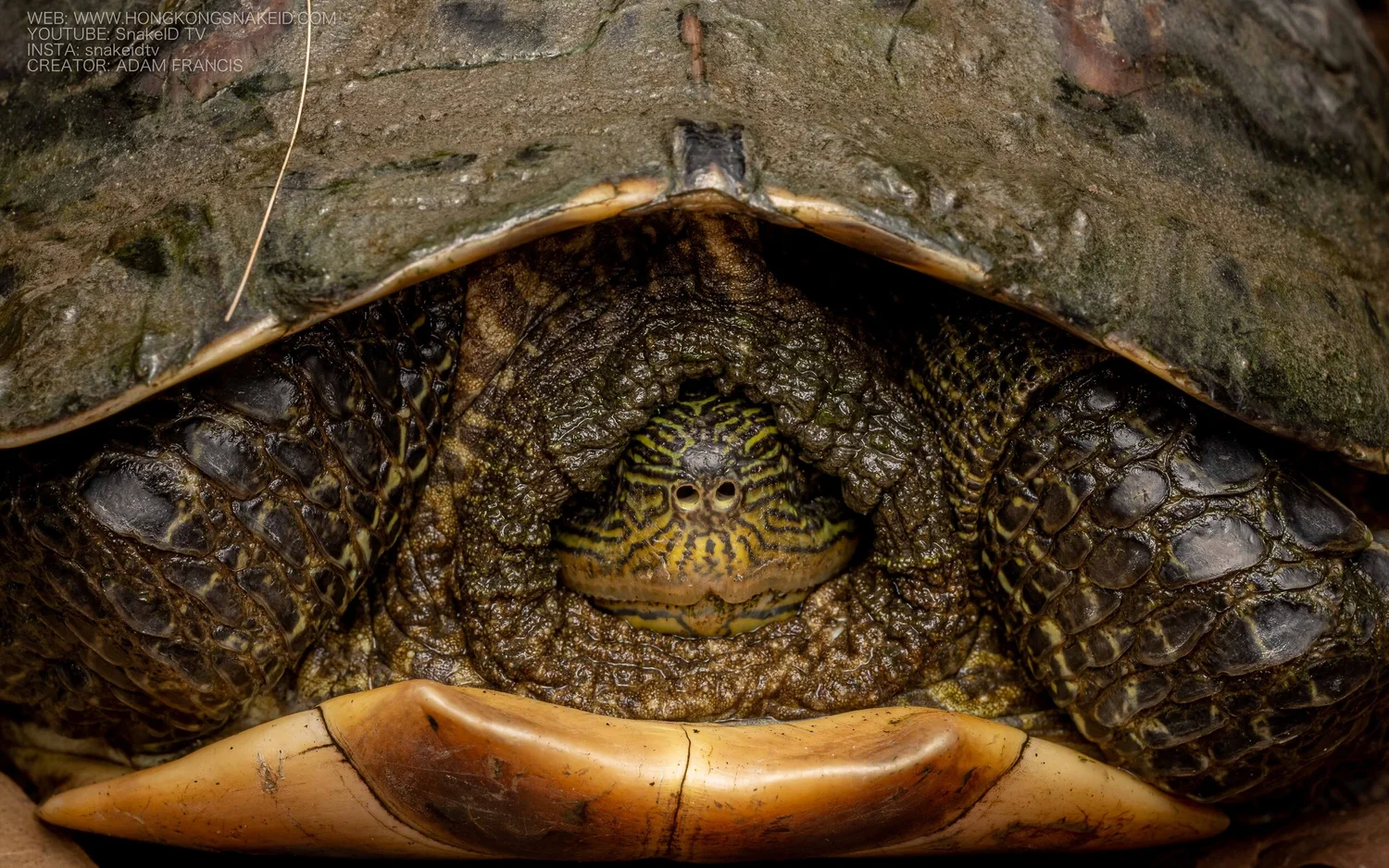 Terapent Shell Chinese Striped Terrapin - Ocadia sinensis — HKHERPETOFAUNA.com