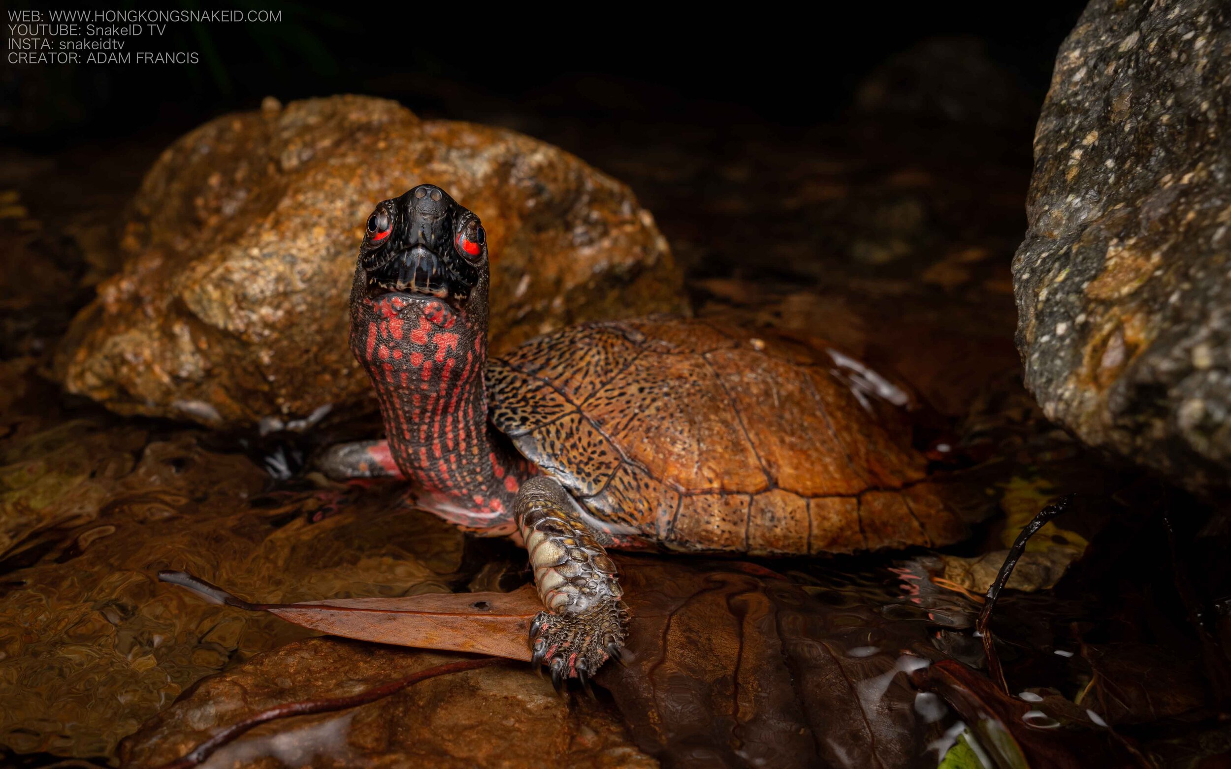 Beale's Four Eyed Turtle - Sacalia bealei — HongKongSnakeID.com