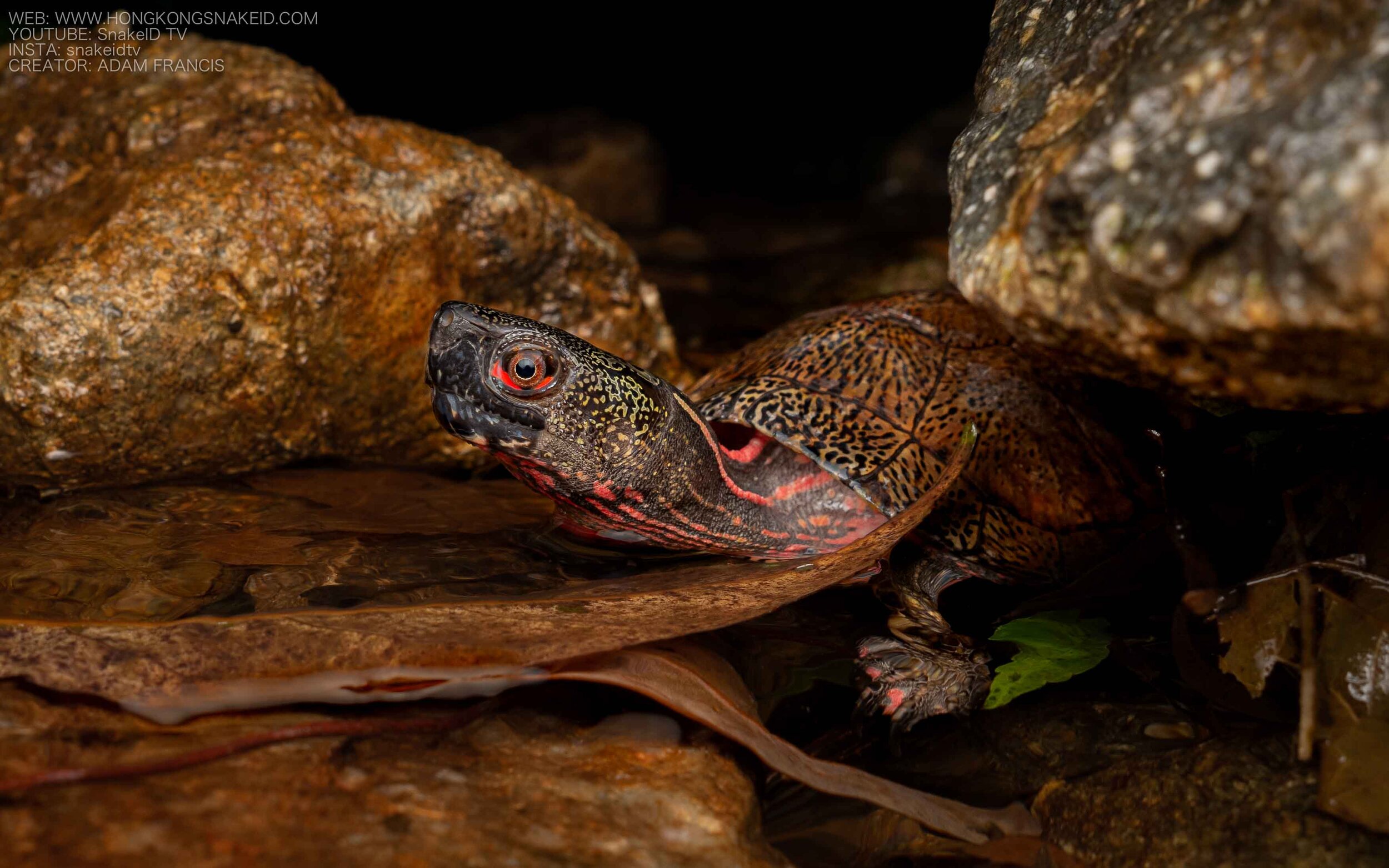 Beale's Four Eyed Turtle - Sacalia bealei — HongKongSnakeID.com