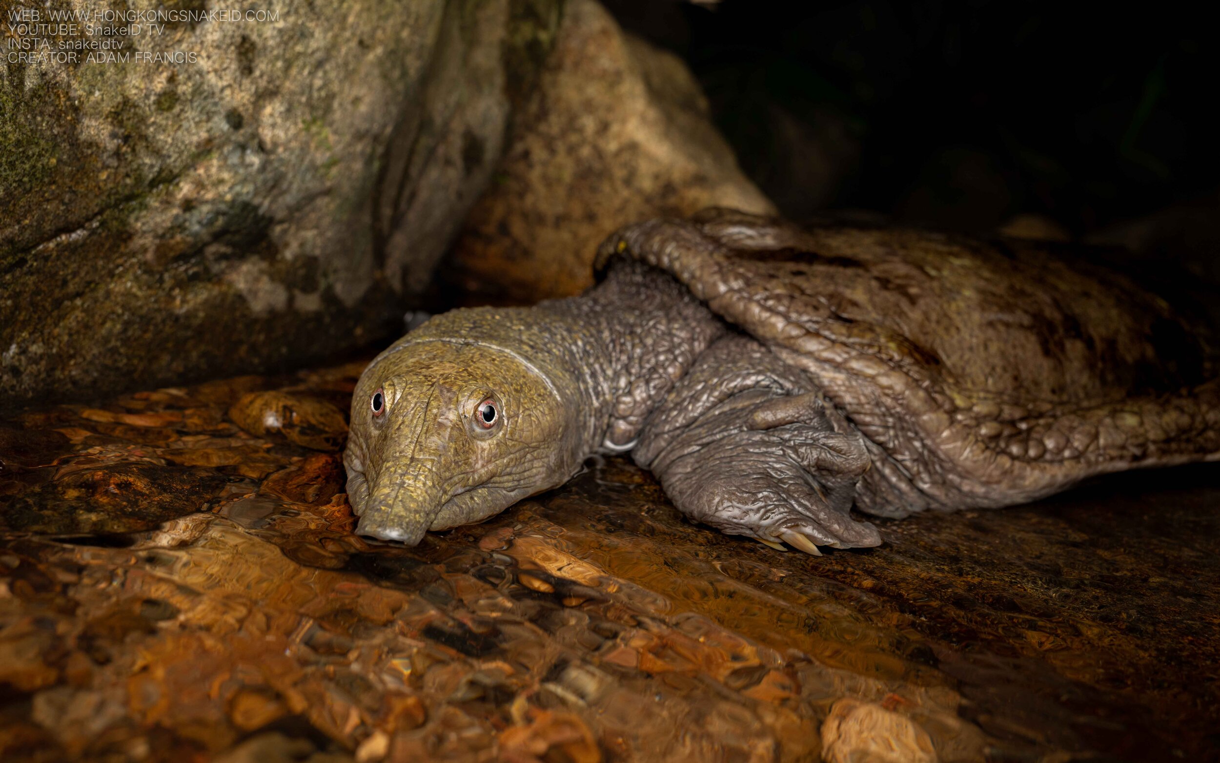 Wattle-necked Softshell Turtle - Palea steindachneri