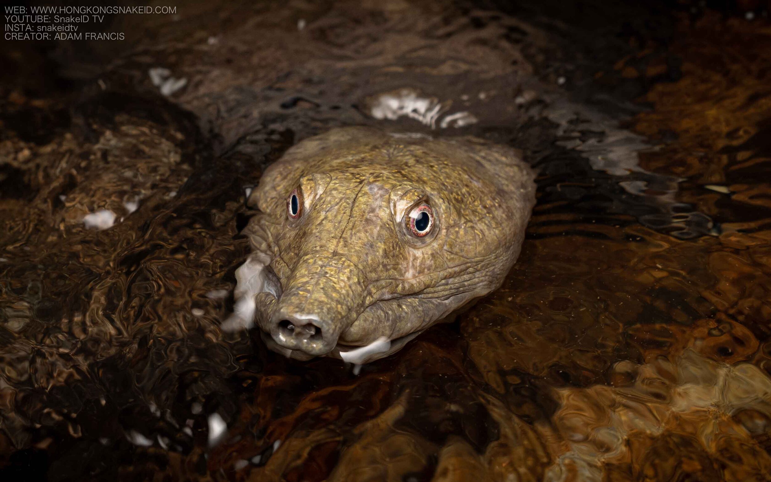 Wattle-necked Softshell Turtle - Palea steindachneri