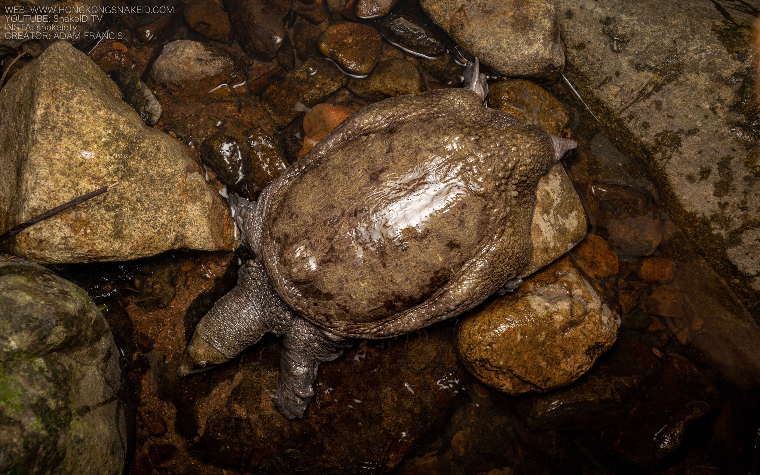 Wattle-necked Softshell Turtle - Palea steindachneri