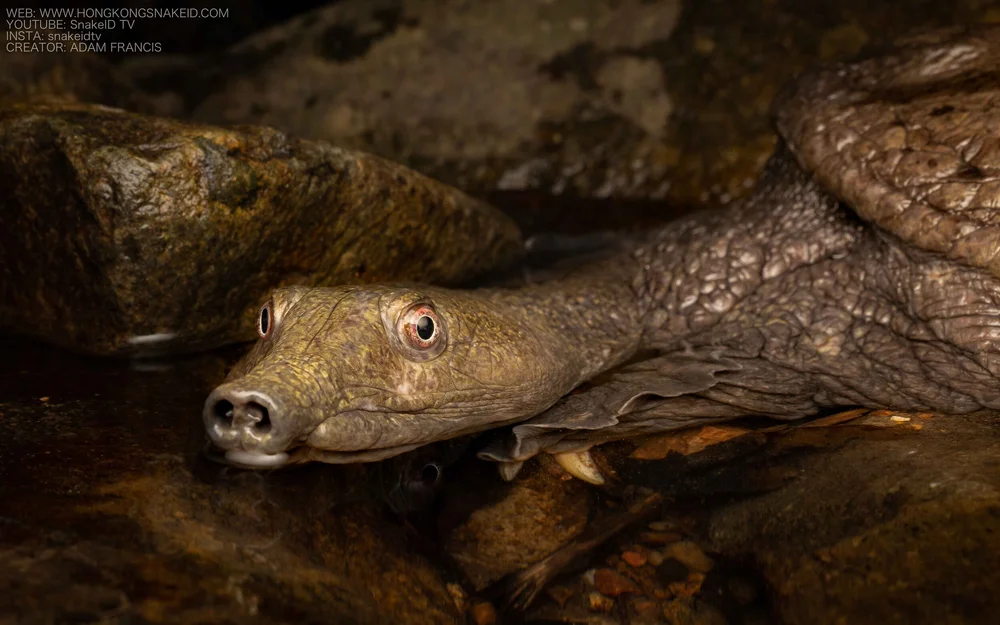 Soft Shell Snapping Turtle Neck Wattle Necked Softshell Turtle Palea