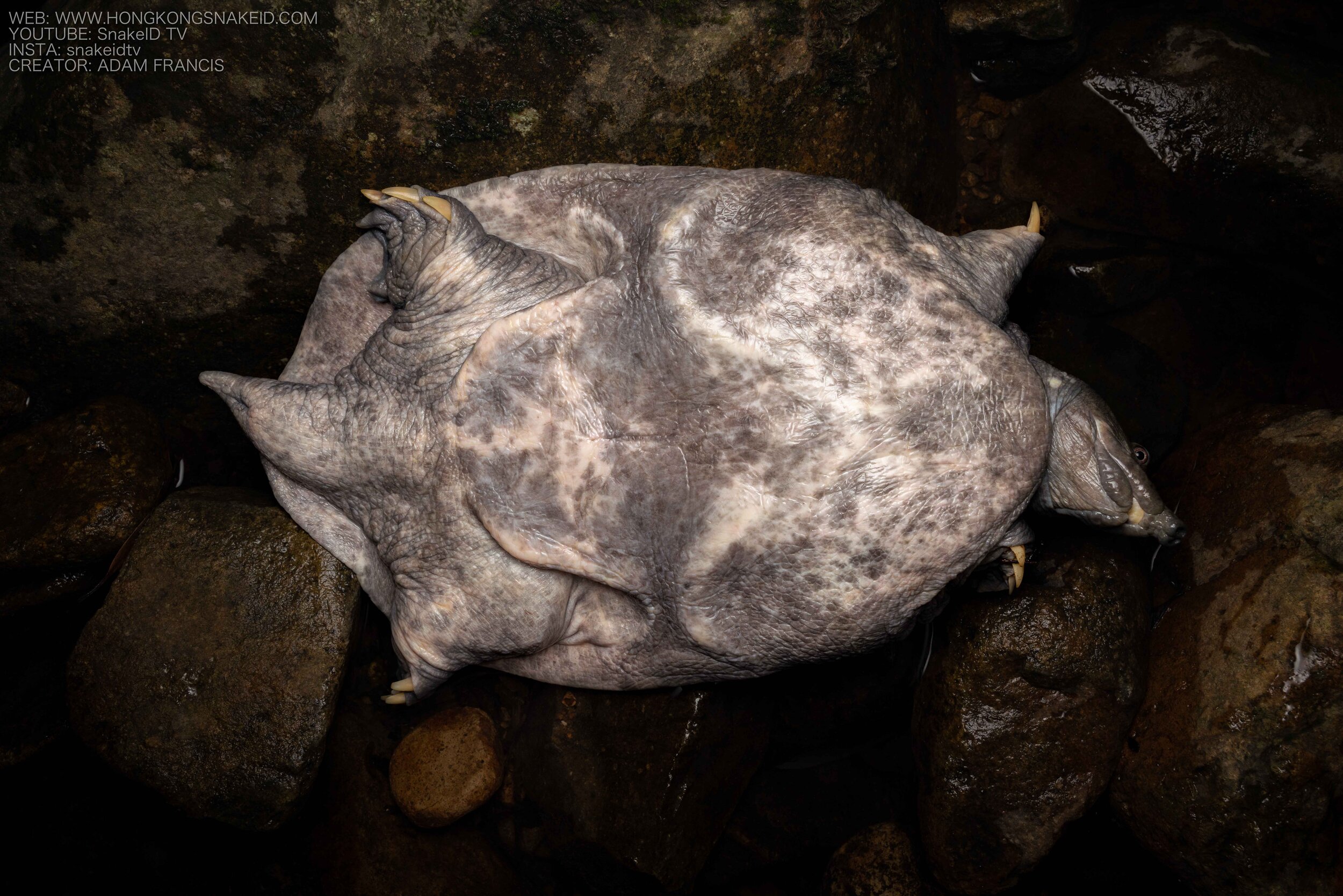 Wattle-necked Softshell Turtle - Palea steindachneri