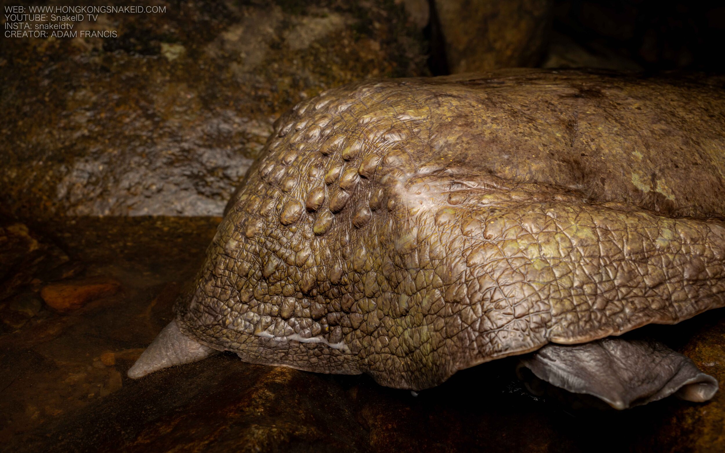 Wattle-necked Softshell Turtle - Palea steindachneri