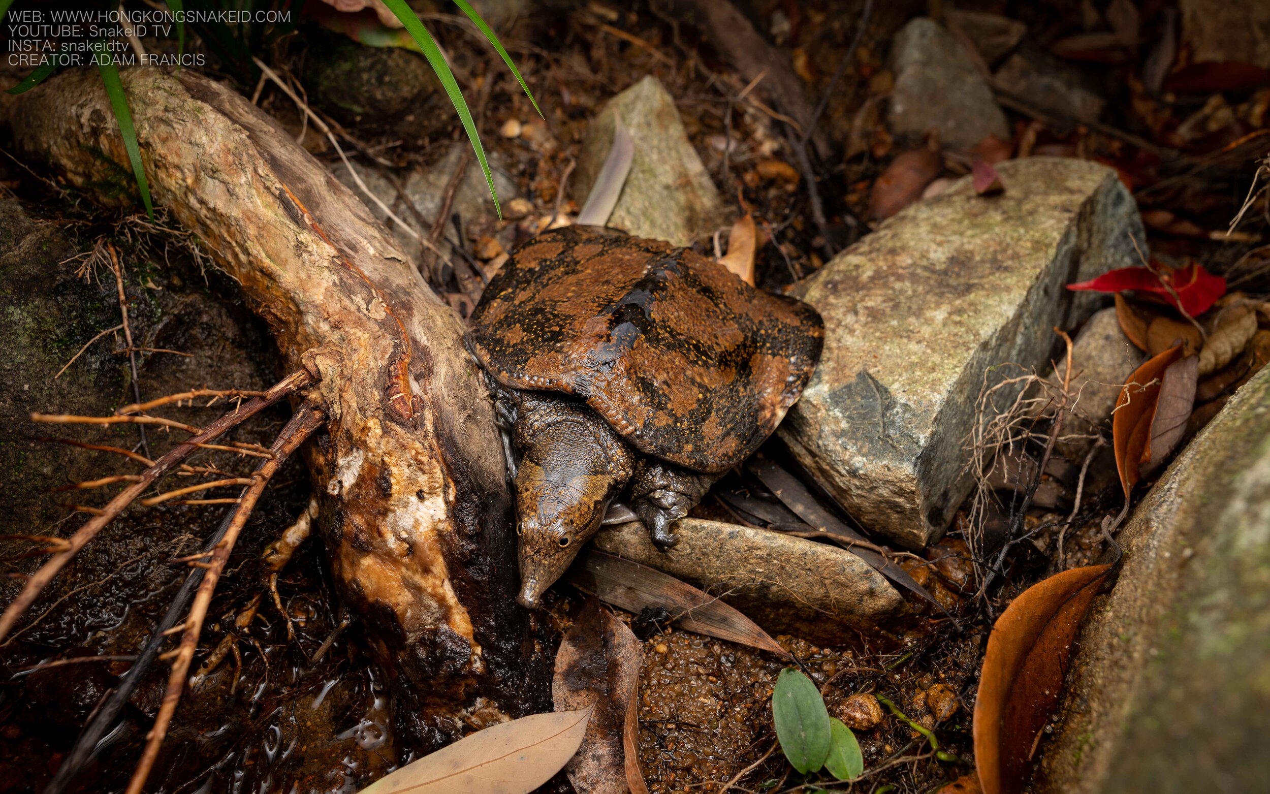 Wattle-necked Softshell Turtle - Palea steindachneri