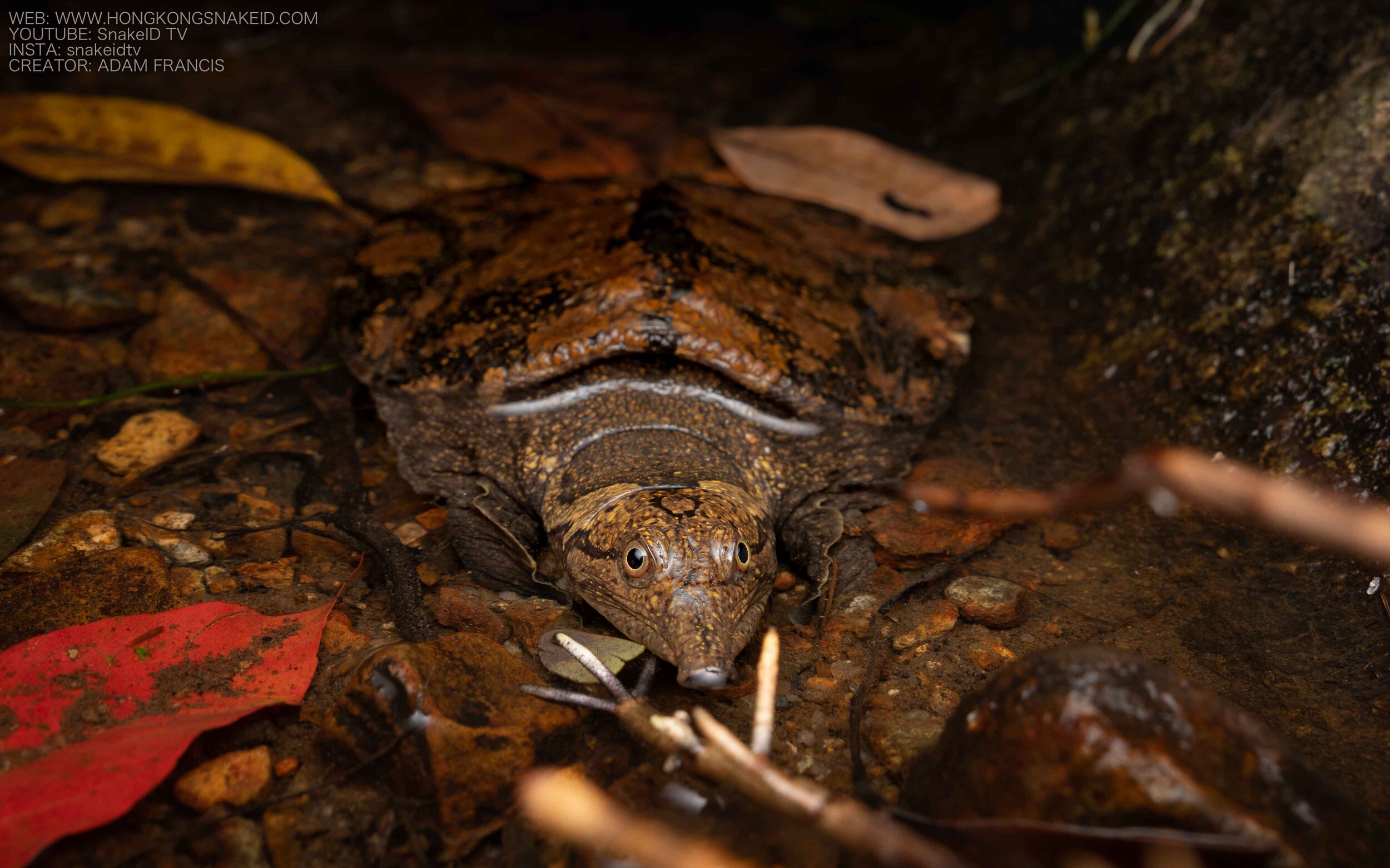 Wattle-necked Softshell Turtle - Palea steindachneri