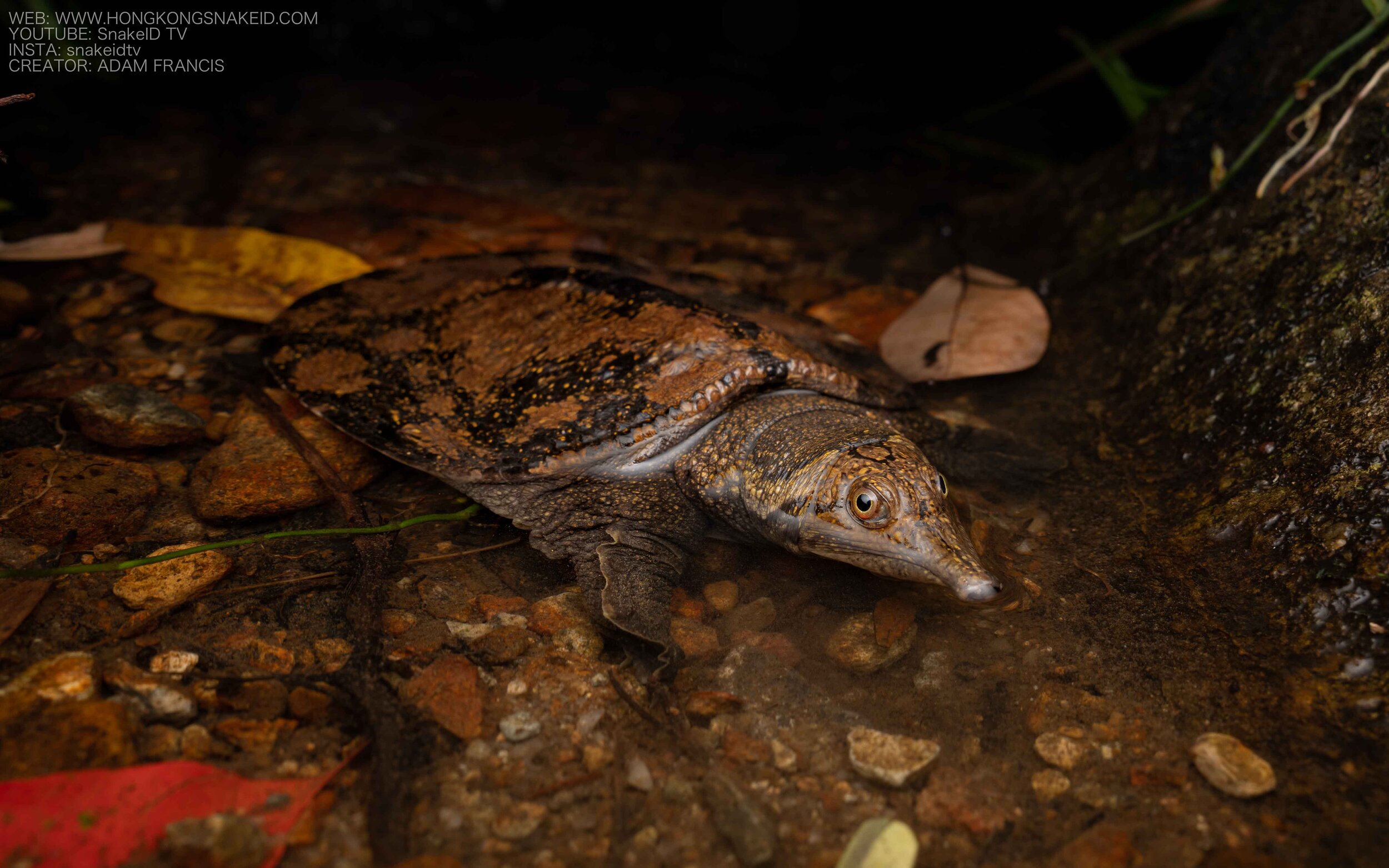 Wattle-necked Softshell Turtle - Palea steindachneri