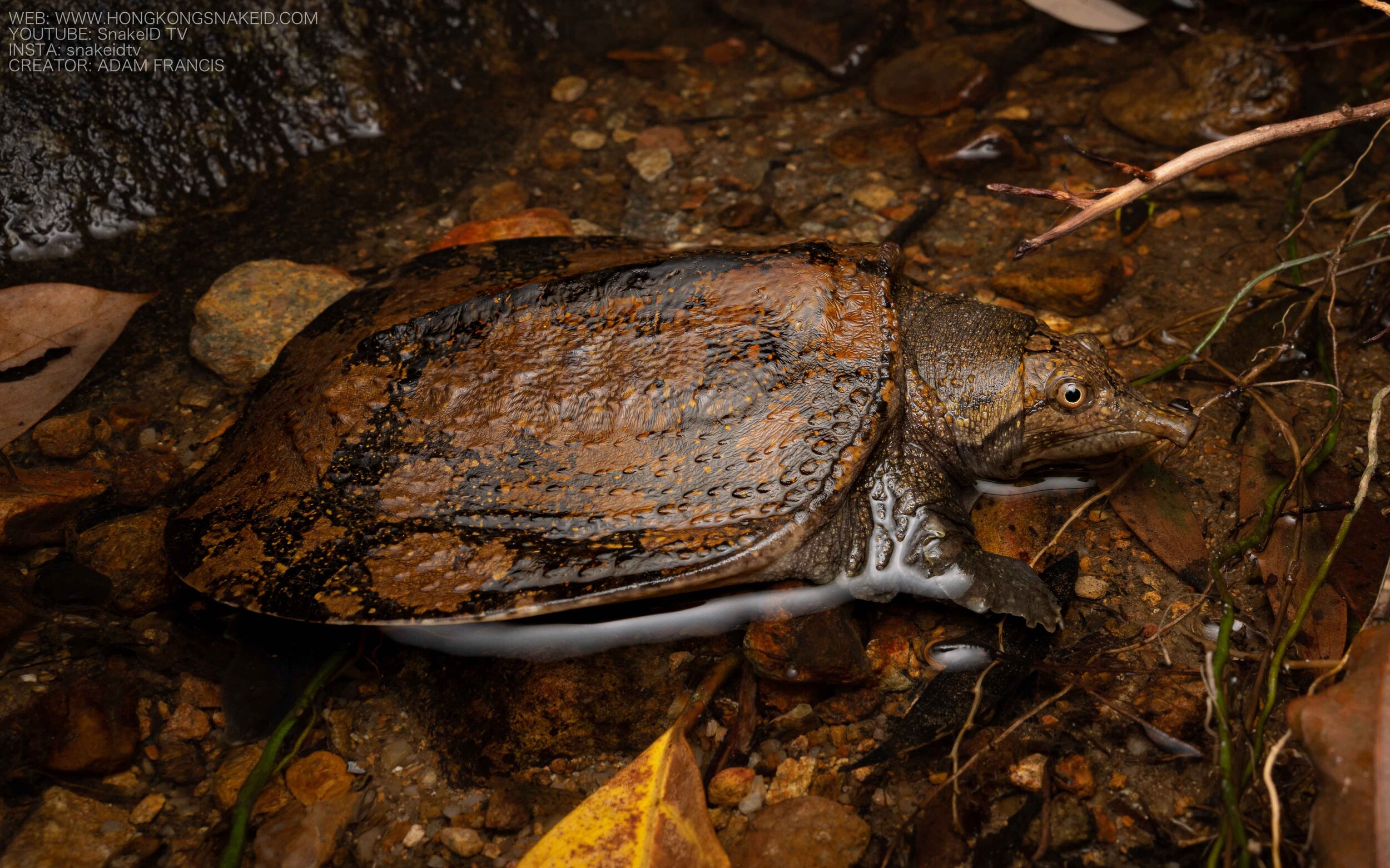 Wattle-necked Softshell Turtle - Palea steindachneri