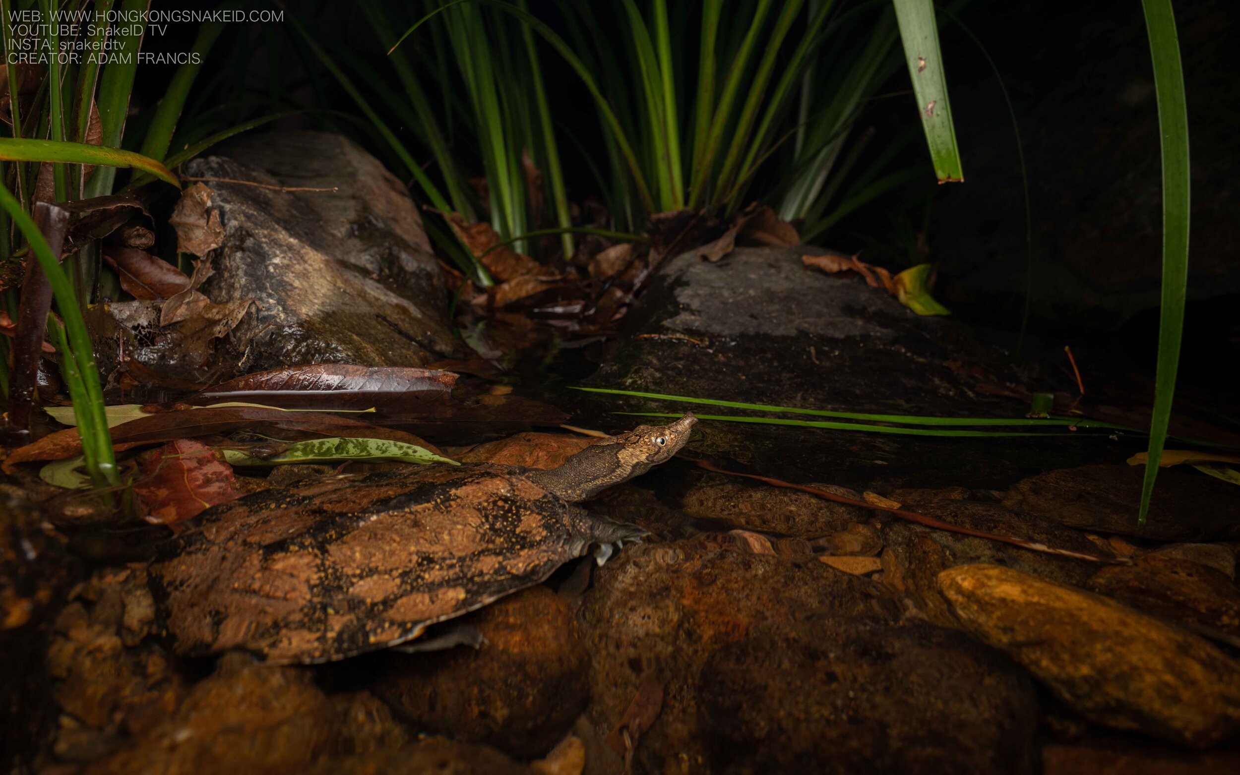 Wattle-necked Softshell Turtle - Palea steindachneri