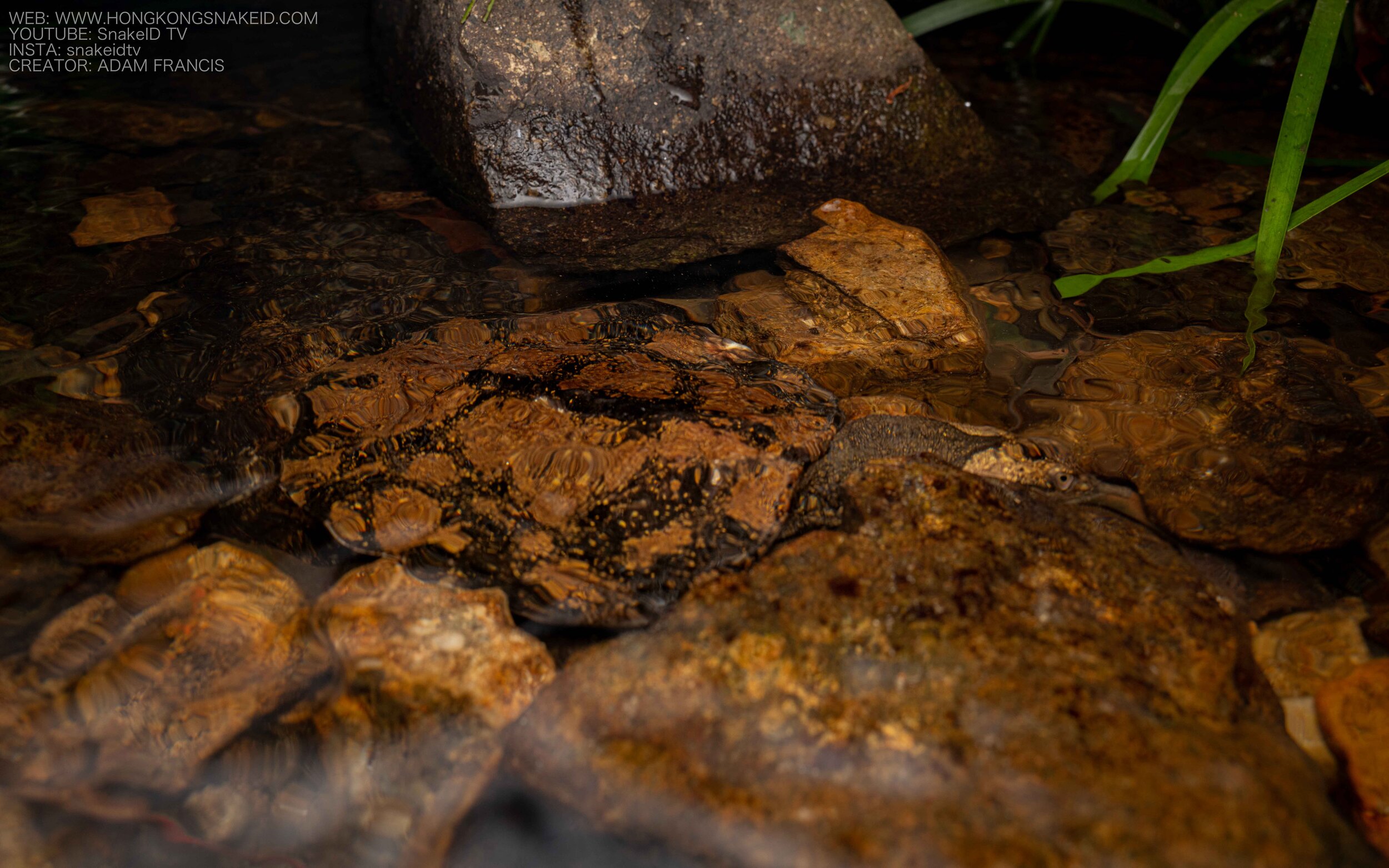 Wattle-necked Softshell Turtle - Palea steindachneri