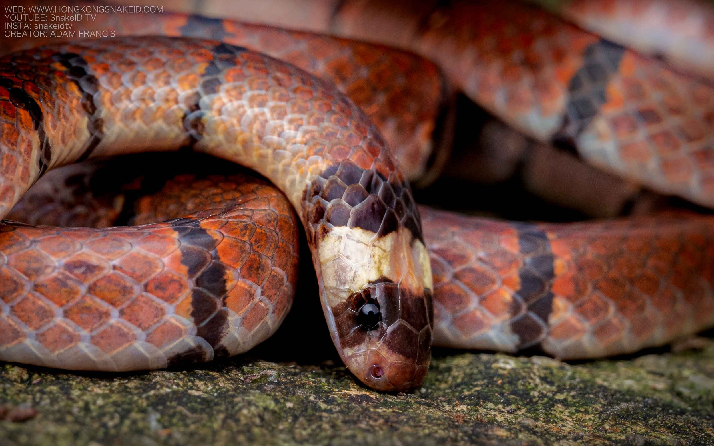 McClelland's Coral Snake - Sinomicrurus annularis