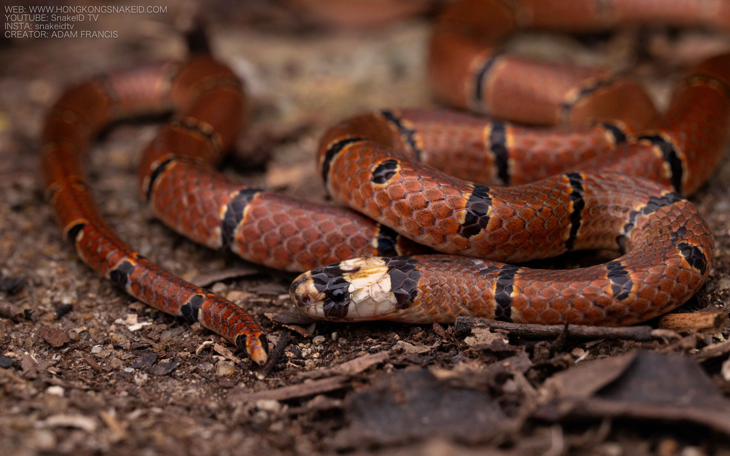 McClelland's Coral Snake - Sinomicrurus macclellandi