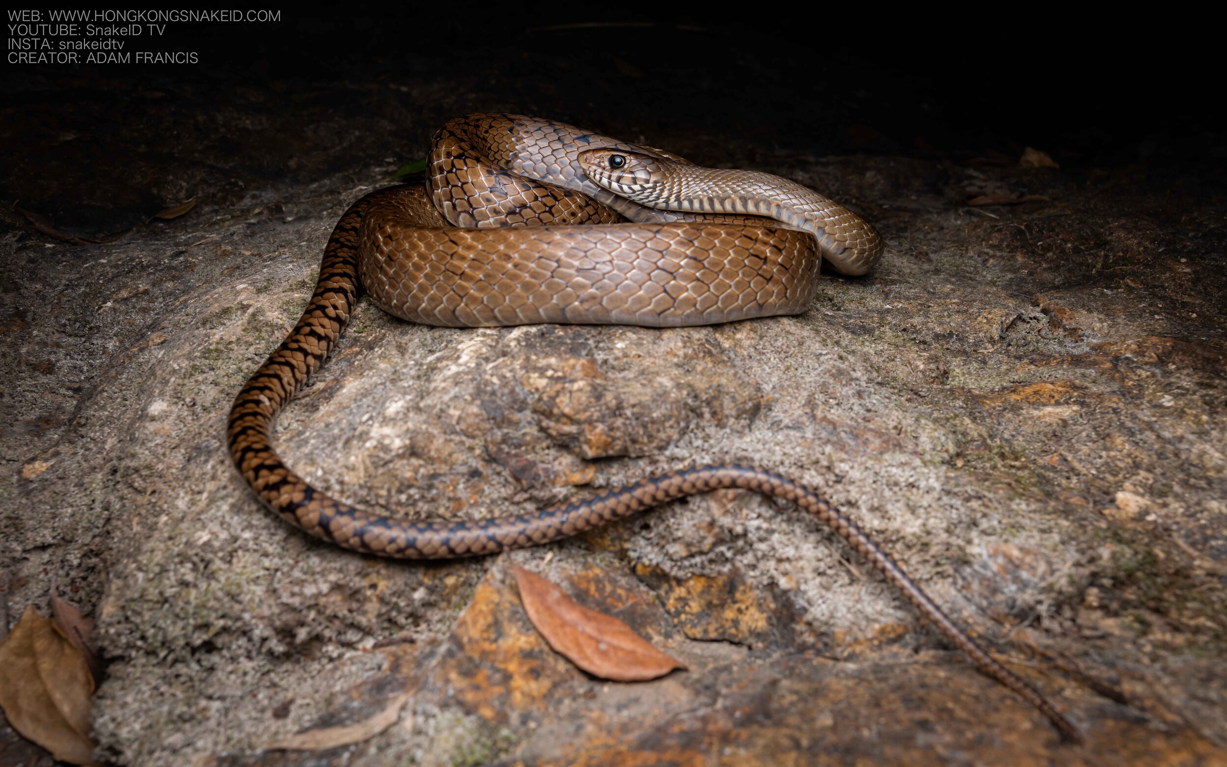 Common Rat Snake - Ptyas mucosus