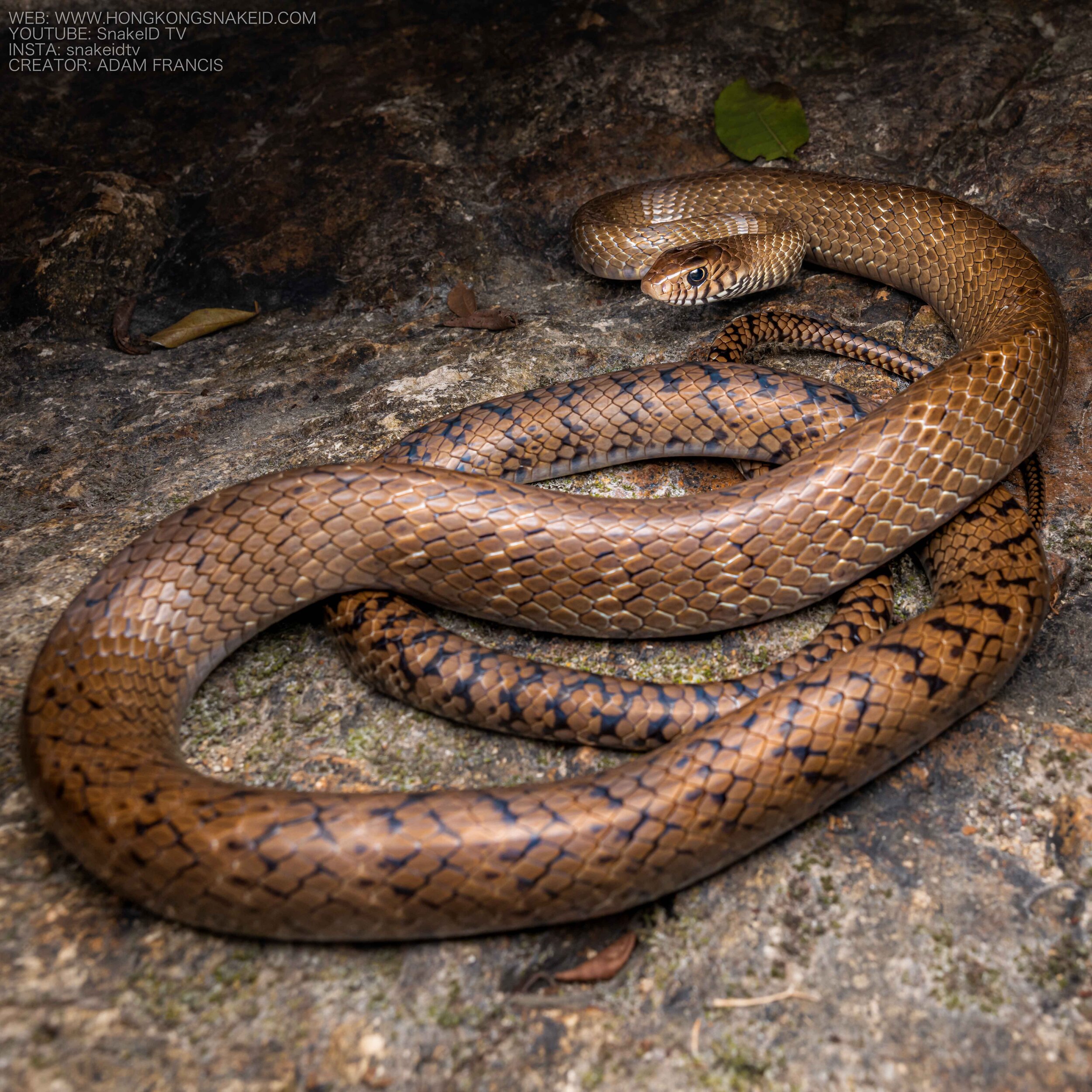 RAT SNAKE - COMMON