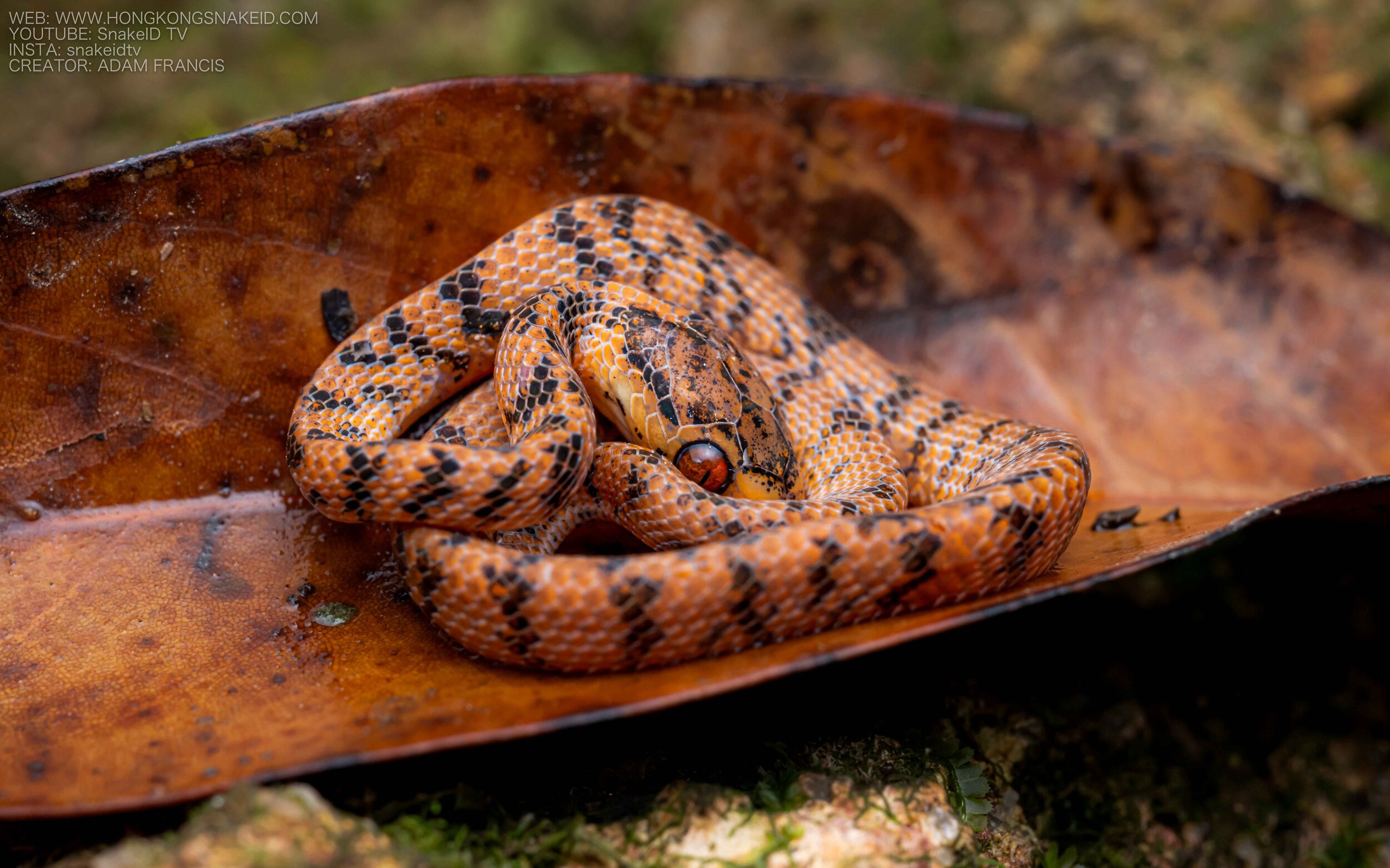 Chinese Slug Snake - Pareas chinensis