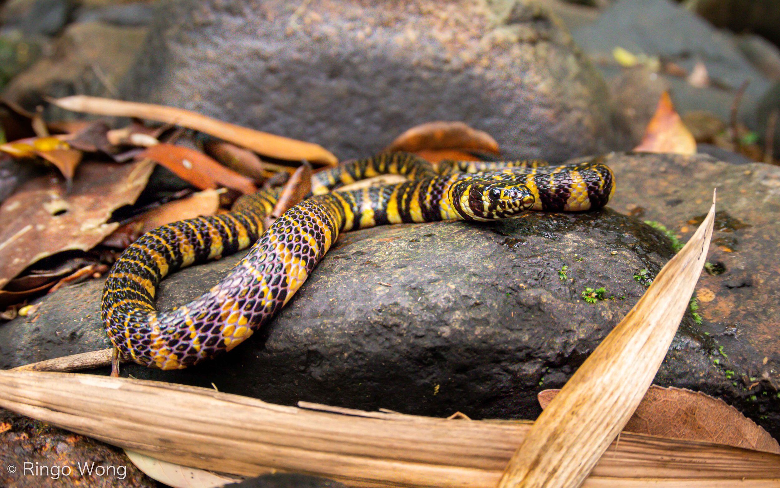 Banded Stream Snake - Trimerodytes balteata