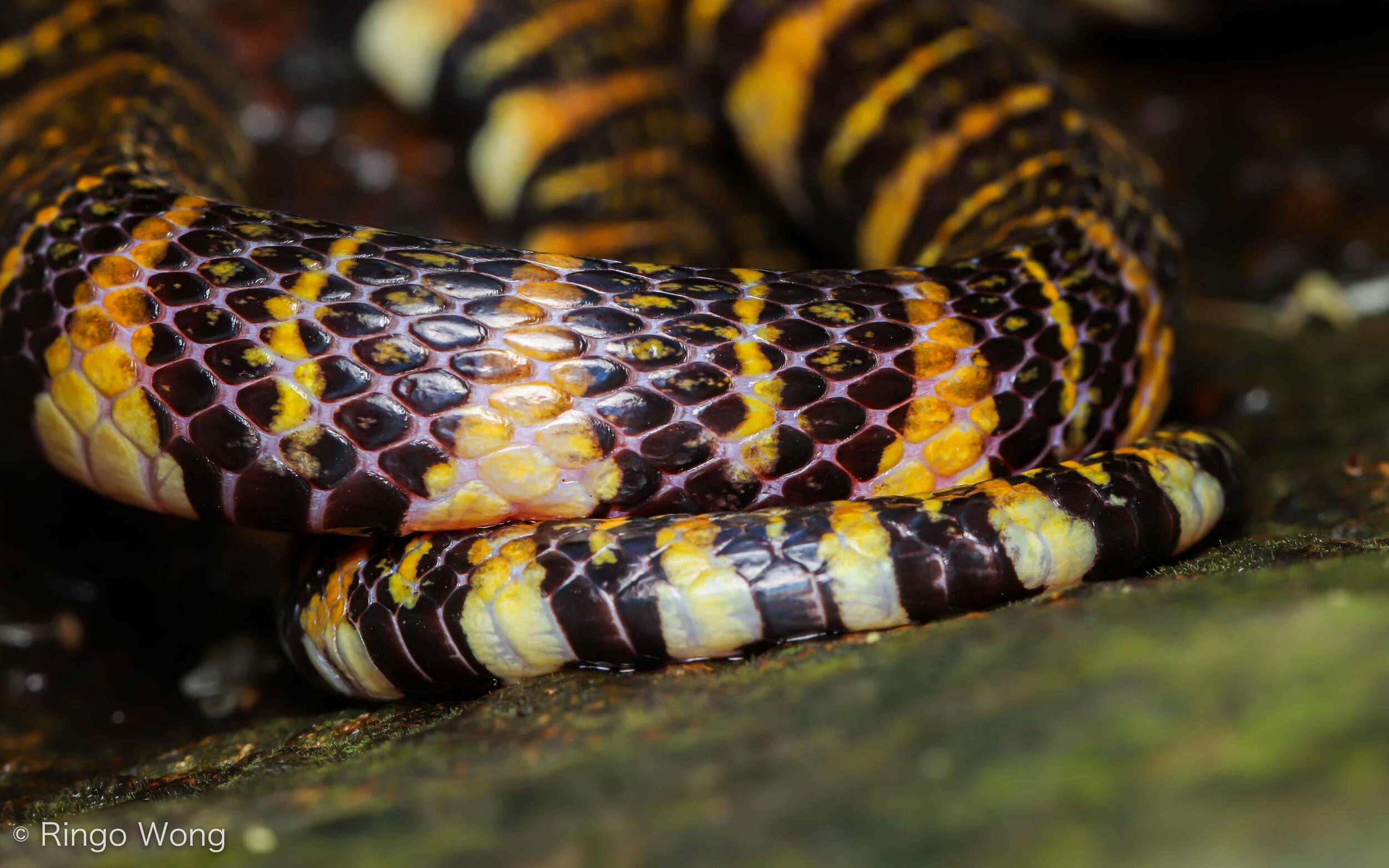 Banded Stream Snake - Trimerodytes balteata