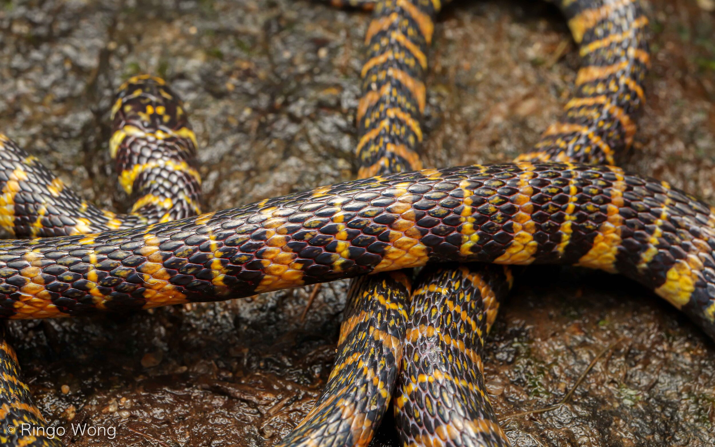 Banded Stream Snake - Trimerodytes balteata
