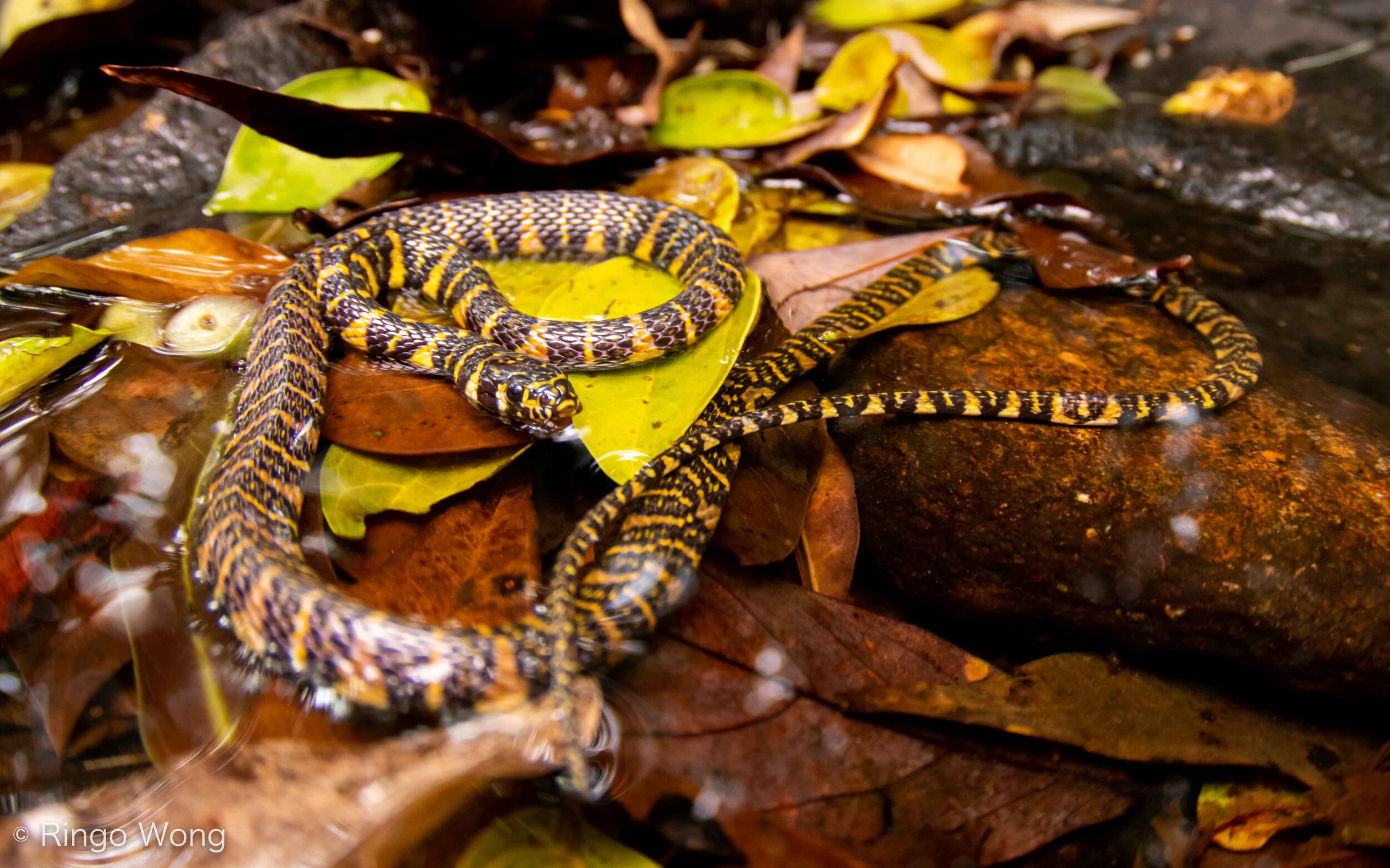 Banded Stream Snake - Trimerodytes balteata