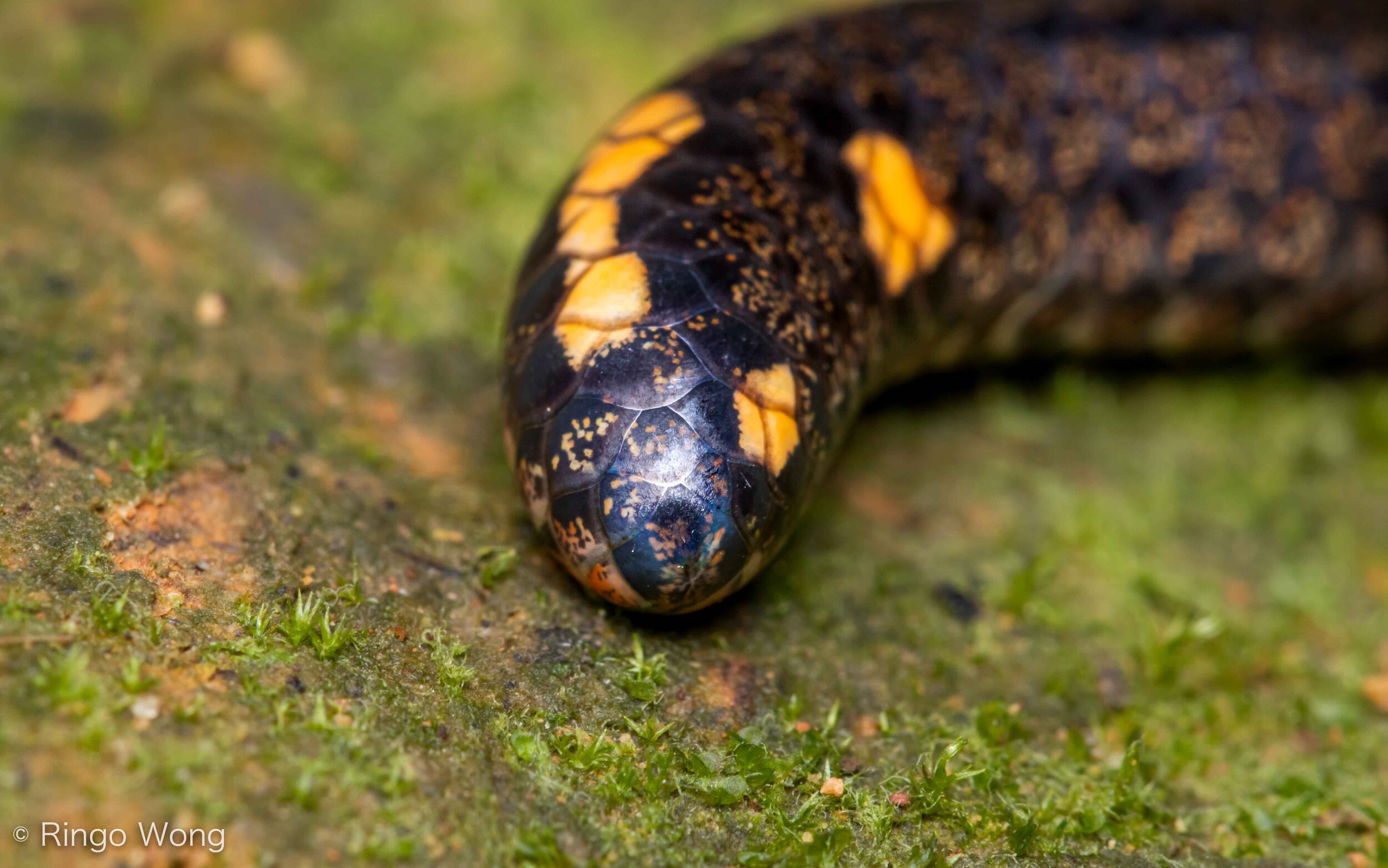 Northern Reed Snake - Calamaria septentrionalis