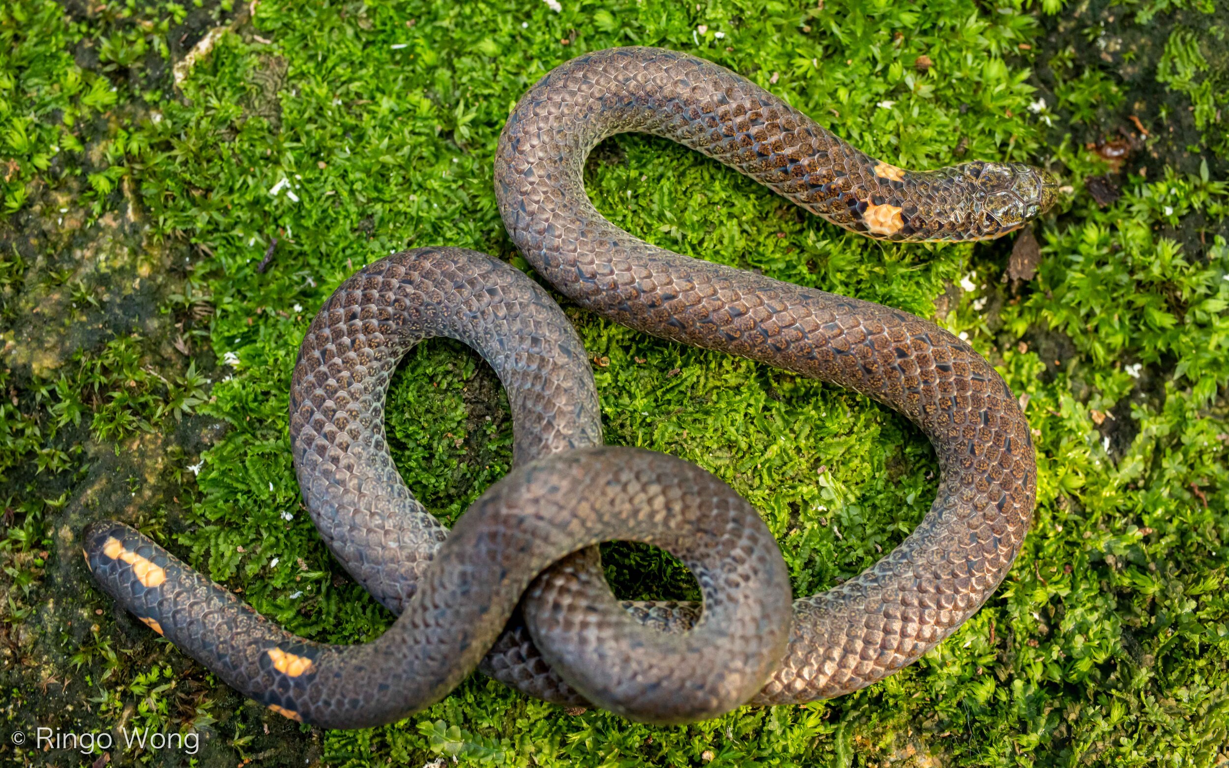 Northern Reed Snake - Calamaria septentrionalis