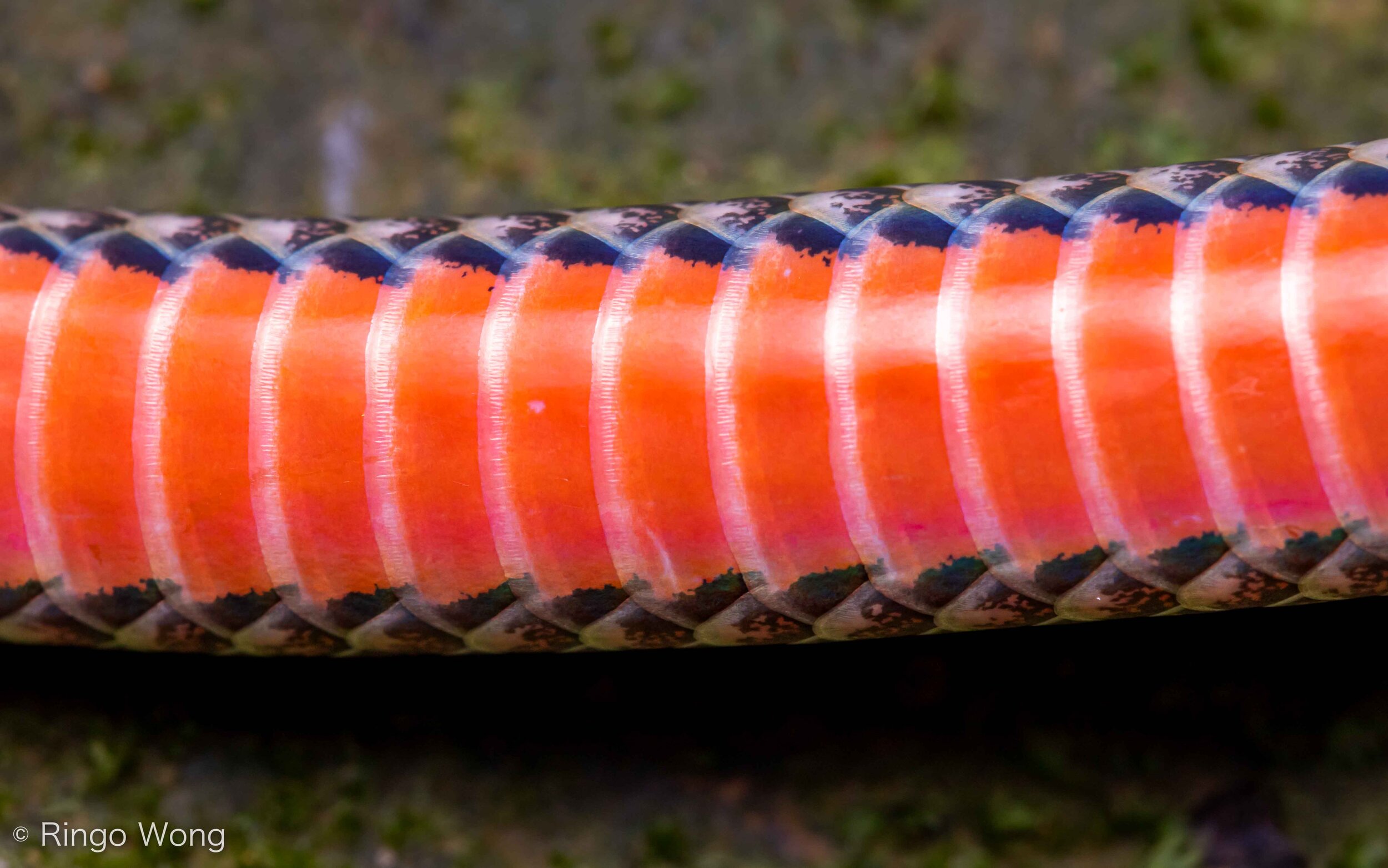 Northern Reed Snake - Calamaria septentrionalis