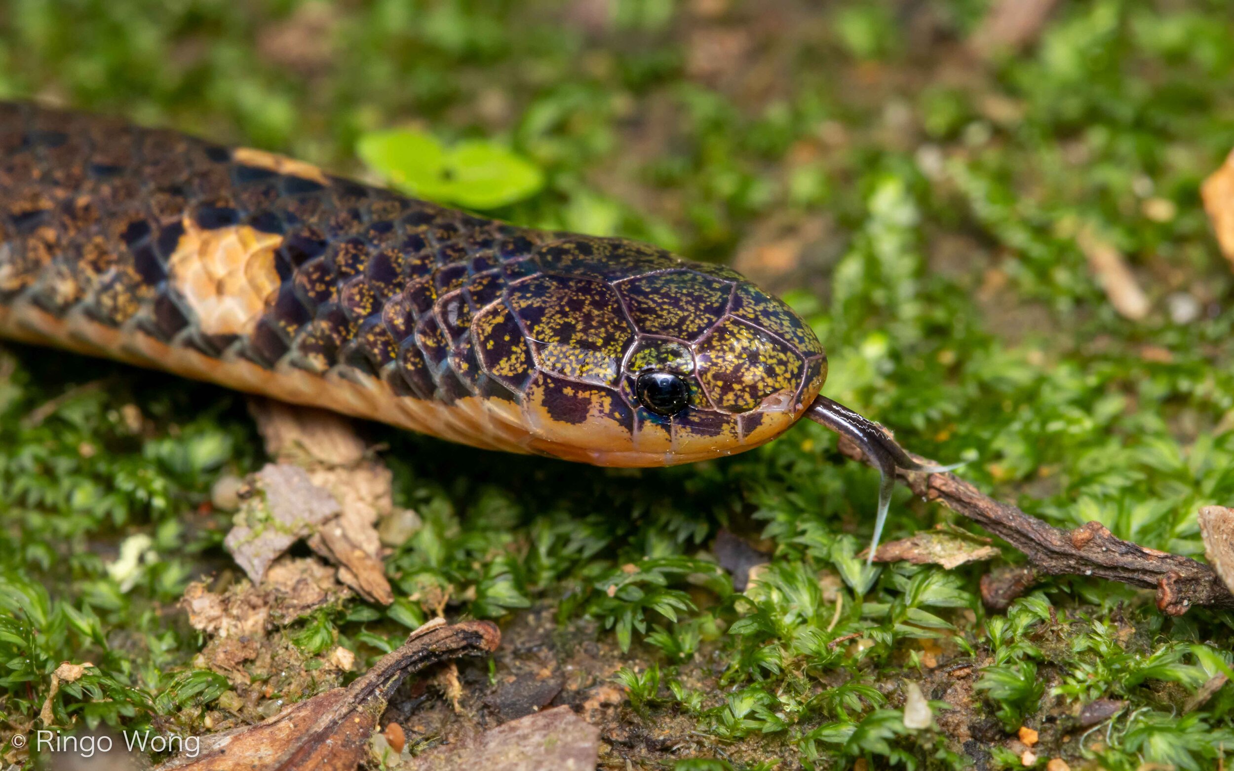 Northern Reed Snake - Calamaria septentrionalis