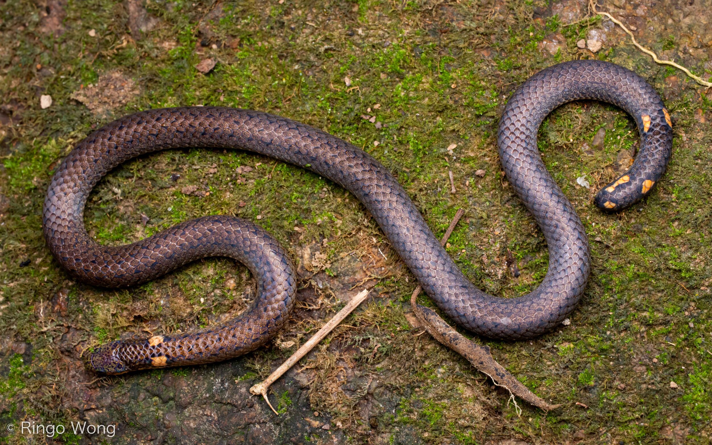 Northern Reed Snake - Calamaria septentrionalis