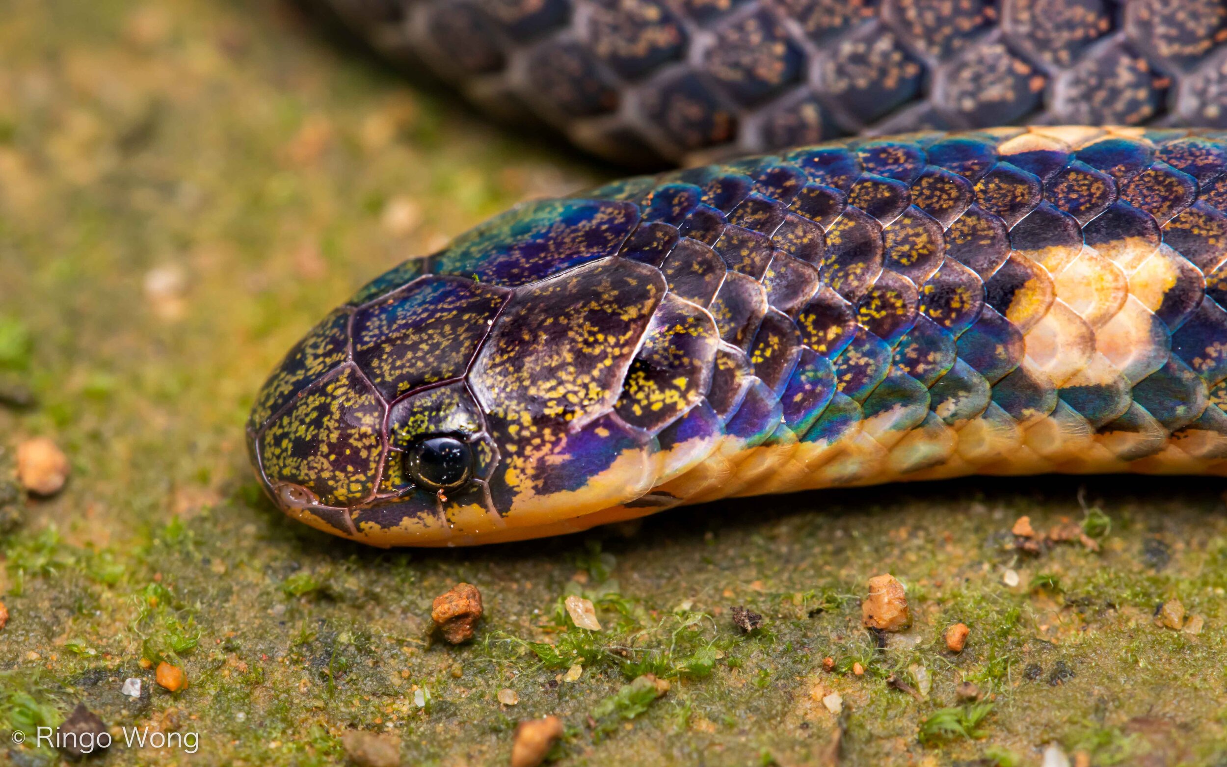 Northern Reed Snake - Calamaria septentrionalis