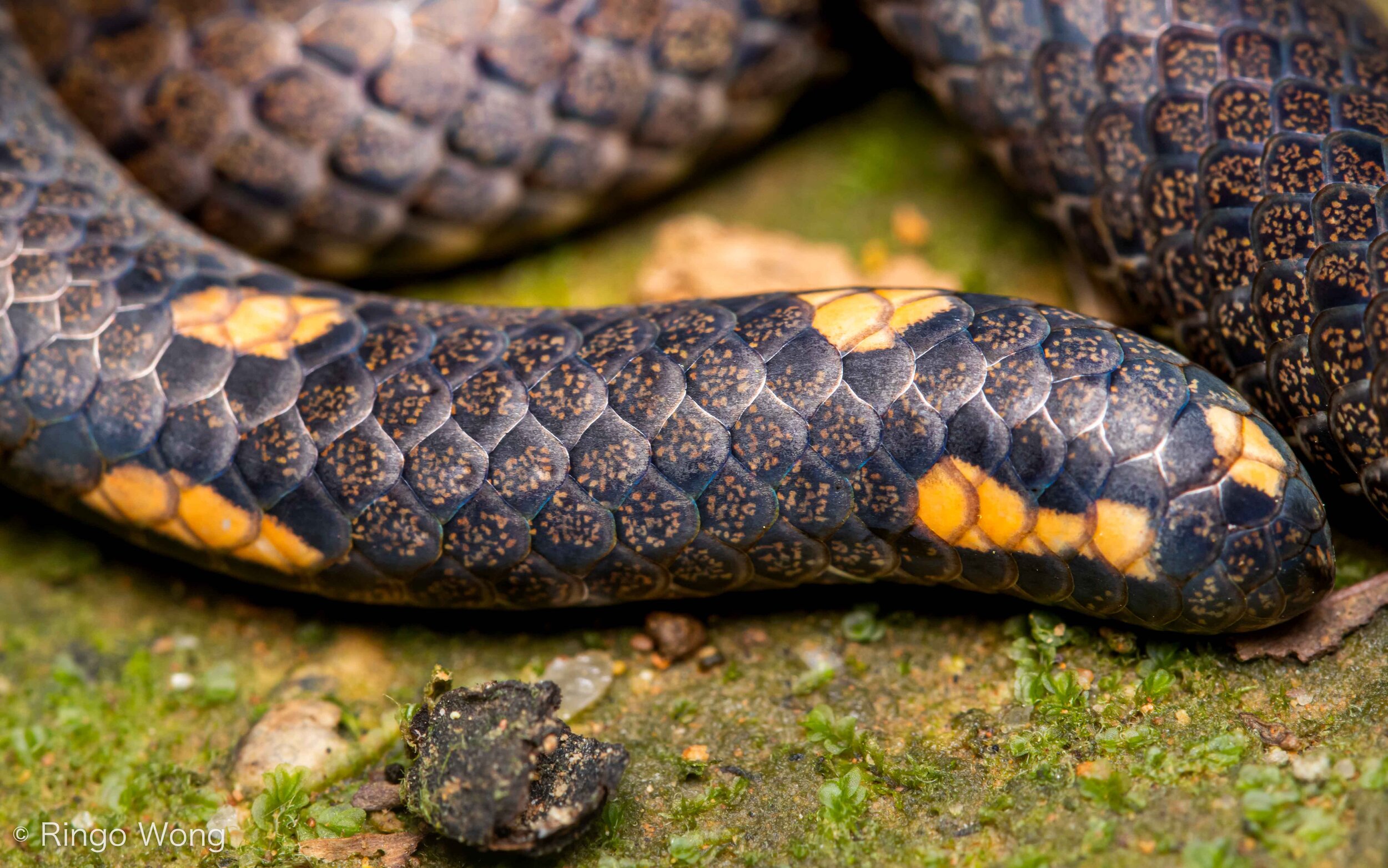 Northern Reed Snake - Calamaria septentrionalis