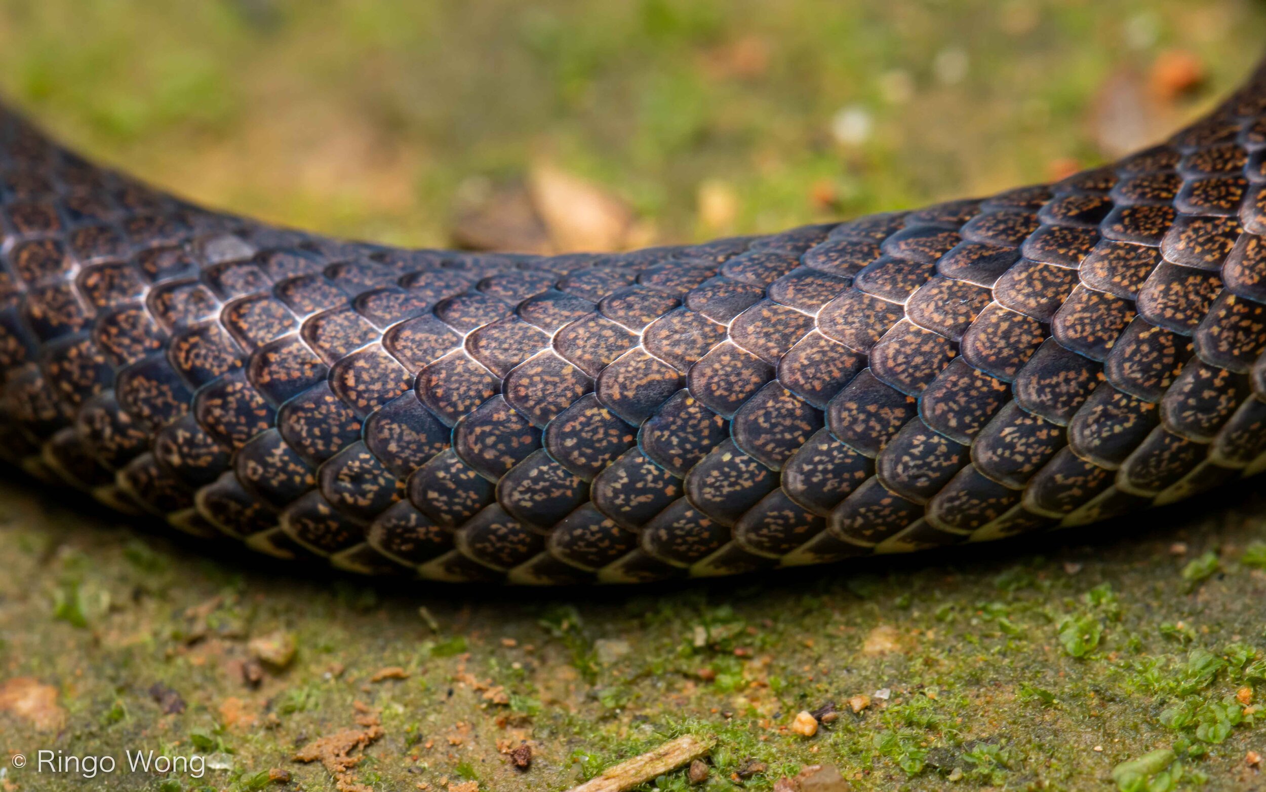 Northern Reed Snake - Calamaria septentrionalis